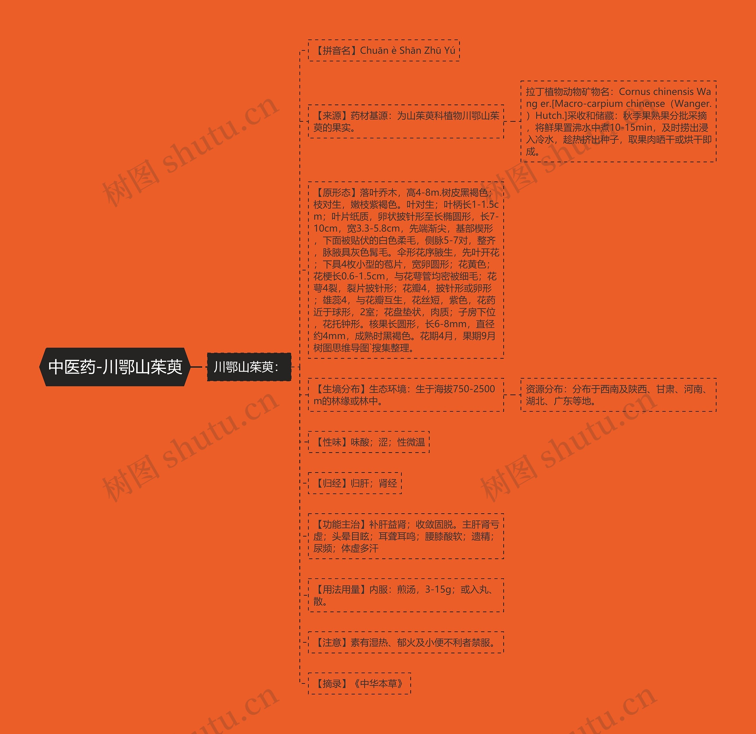 中医药-川鄂山茱萸 中医药-川鄂山茱萸