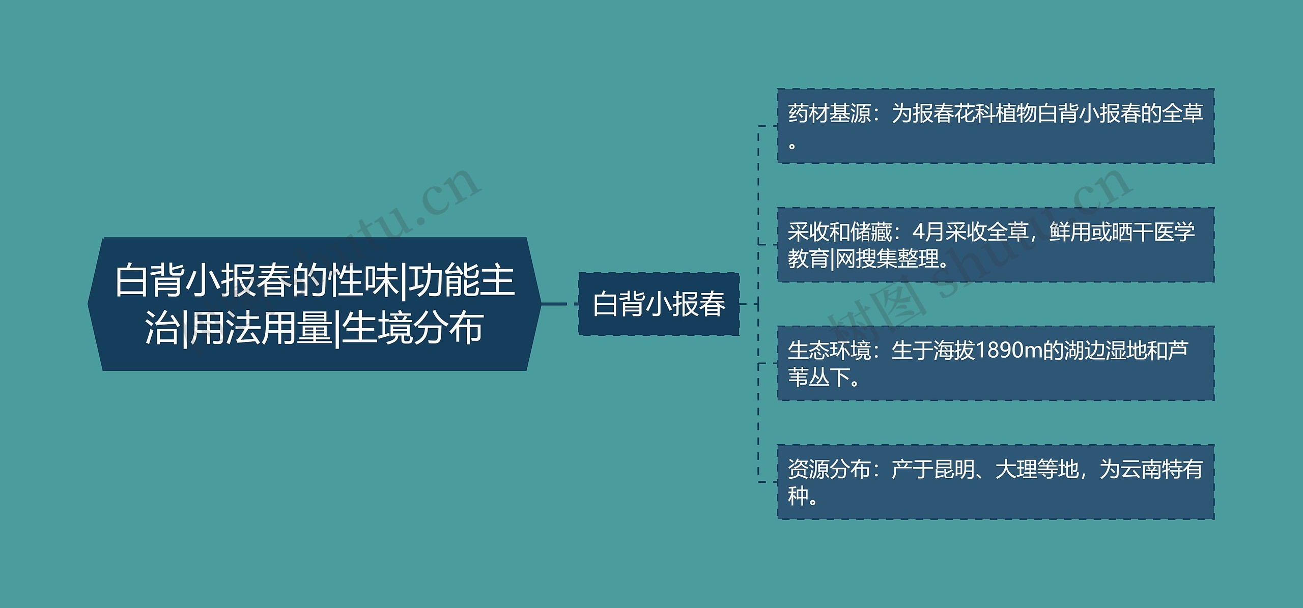 白背小报春的性味|功能主治|用法用量|生境分布