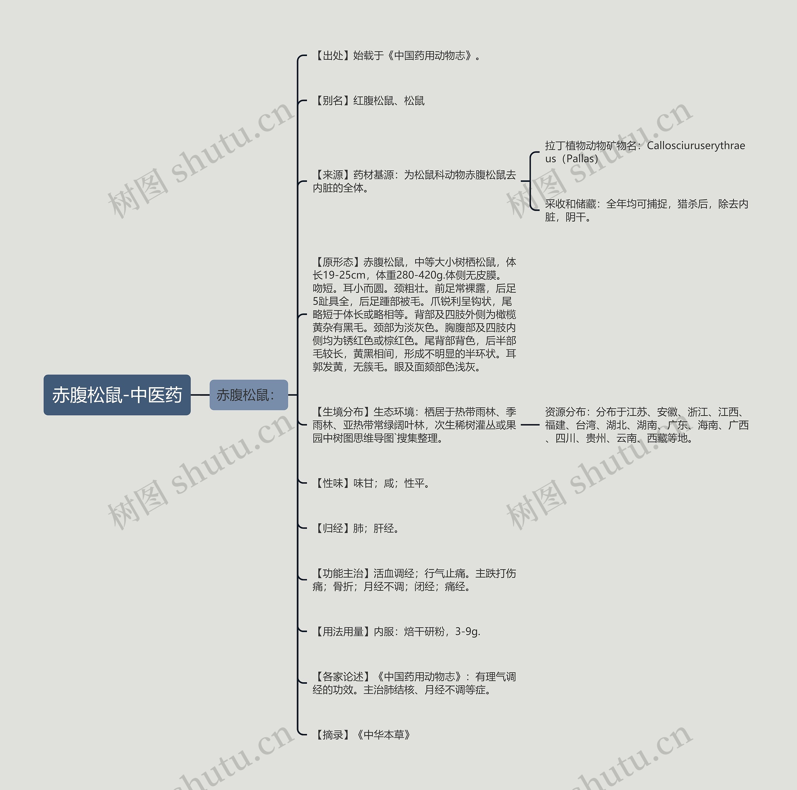 赤腹松鼠-中医药 赤腹松鼠-中医药