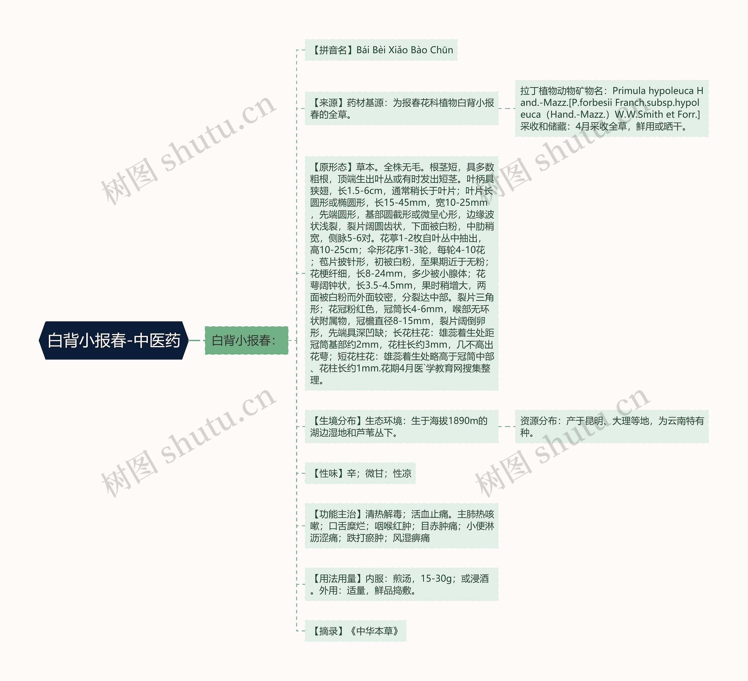 白背小报春-中医药思维导图