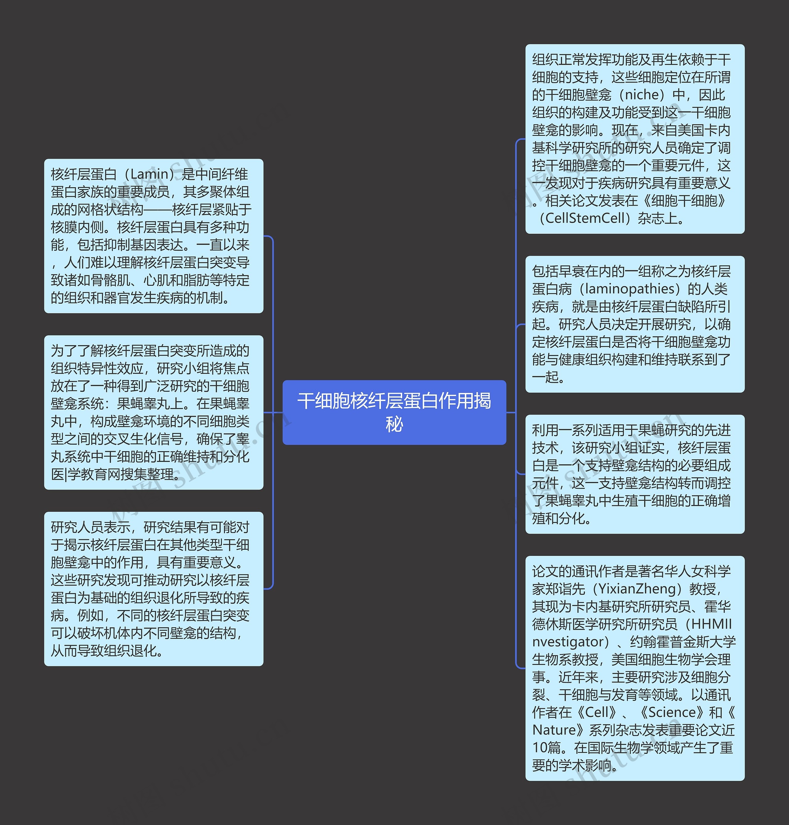 干细胞核纤层蛋白作用揭秘思维导图