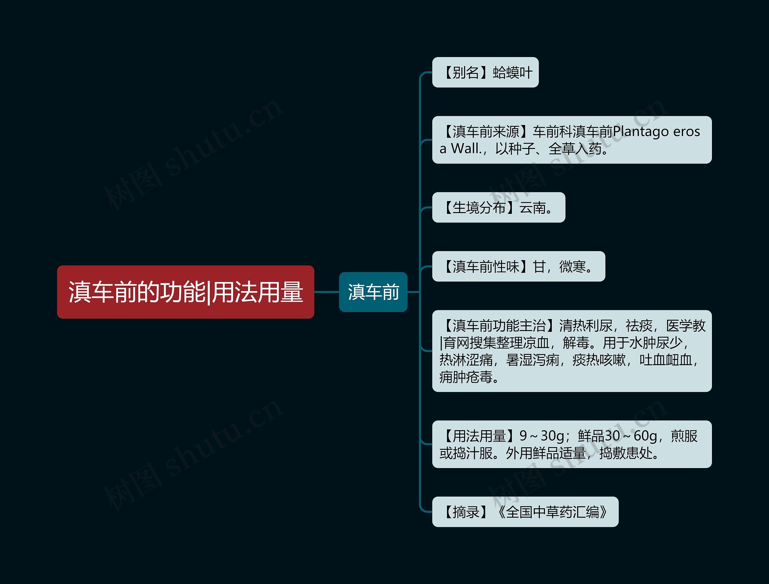 滇车前的功能|用法用量 滇车前的功能|用法用量