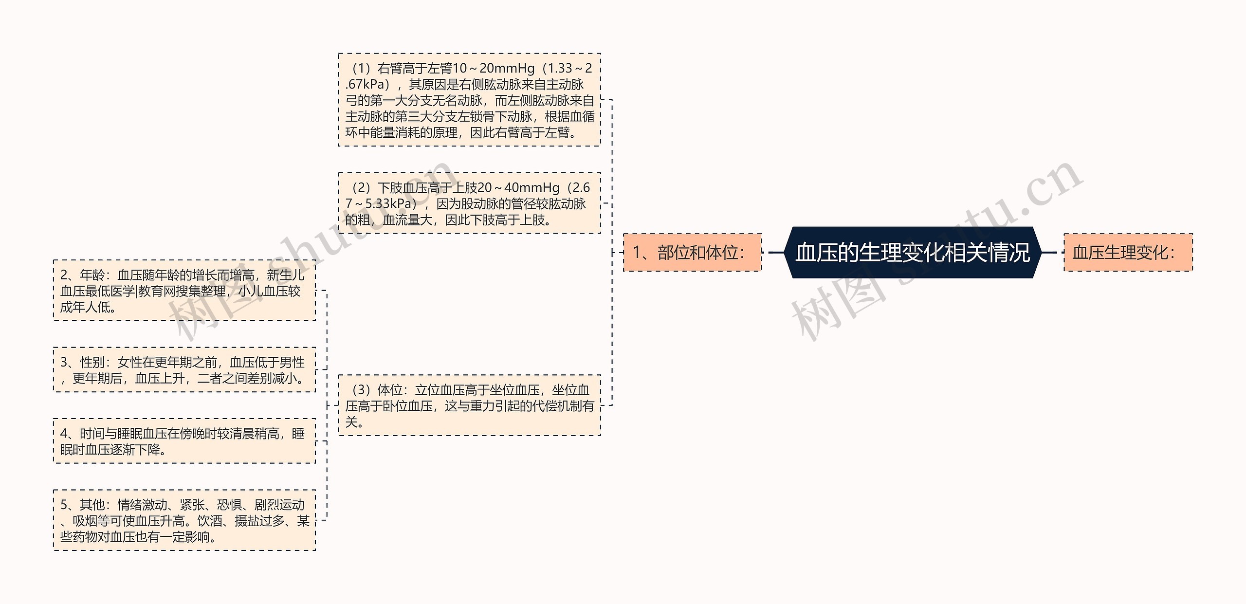 血压的生理变化相关情况思维导图