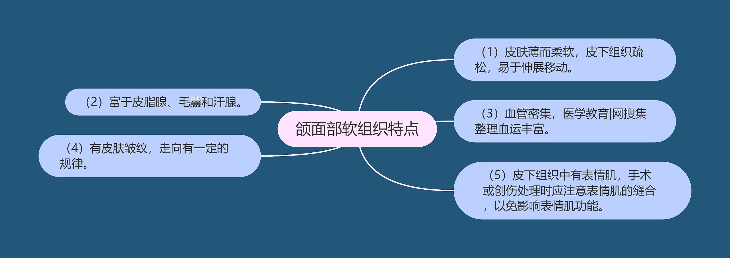 颌面部软组织特点思维导图