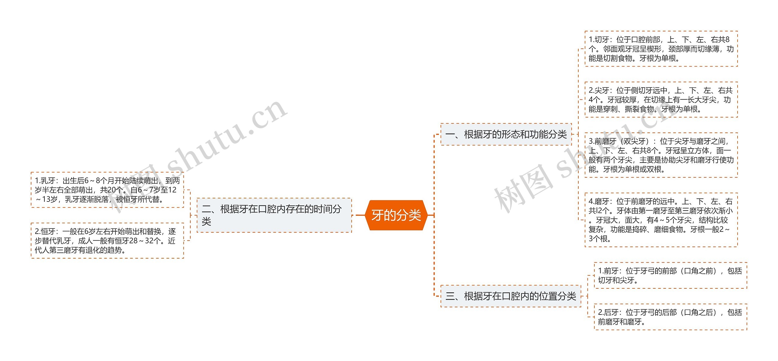 牙的分类 牙的分类