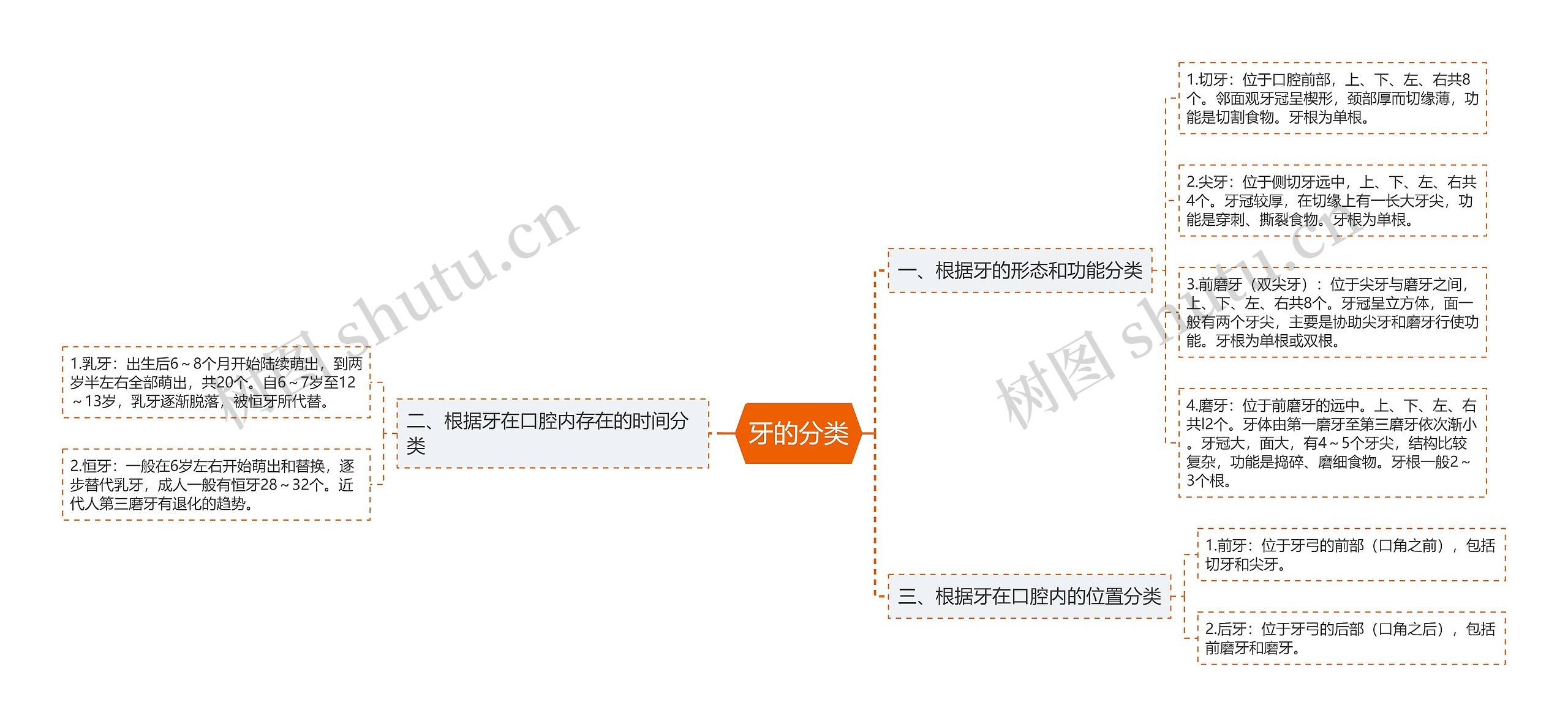 牙的分类