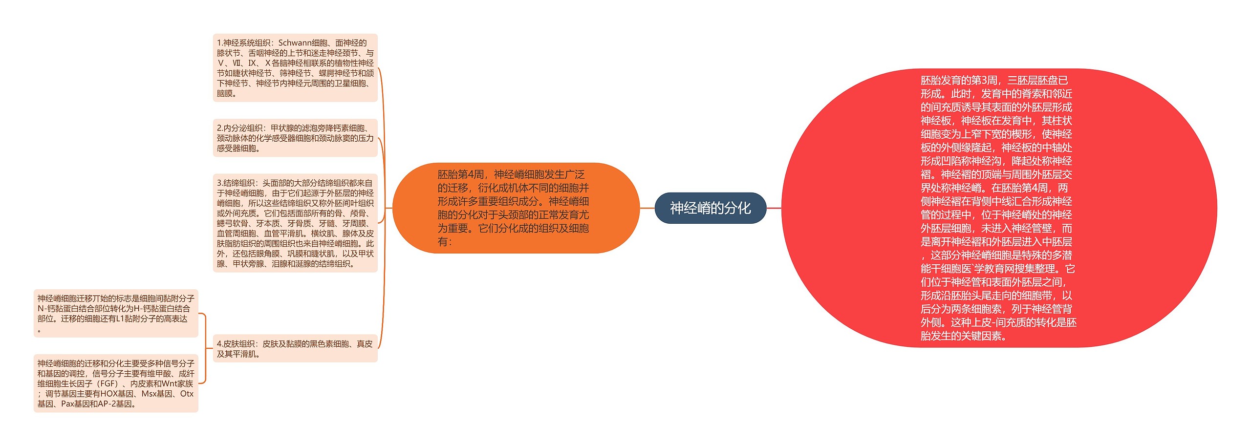 神经嵴的分化思维导图