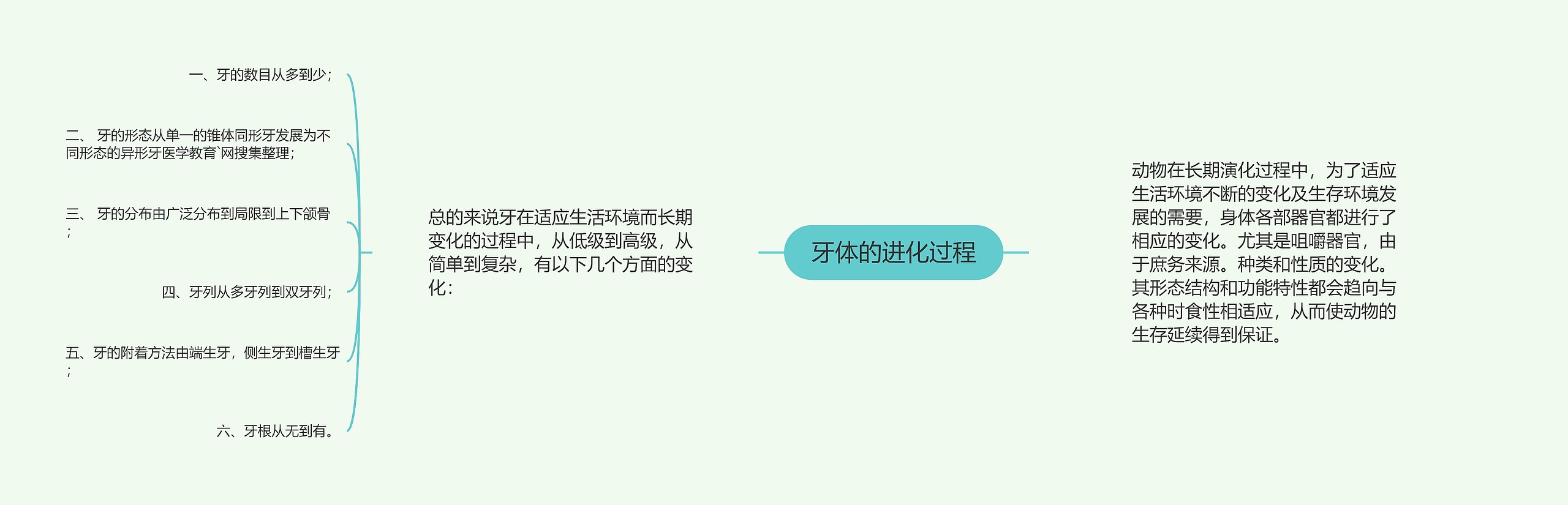 牙体的进化过程 牙体的进化过程