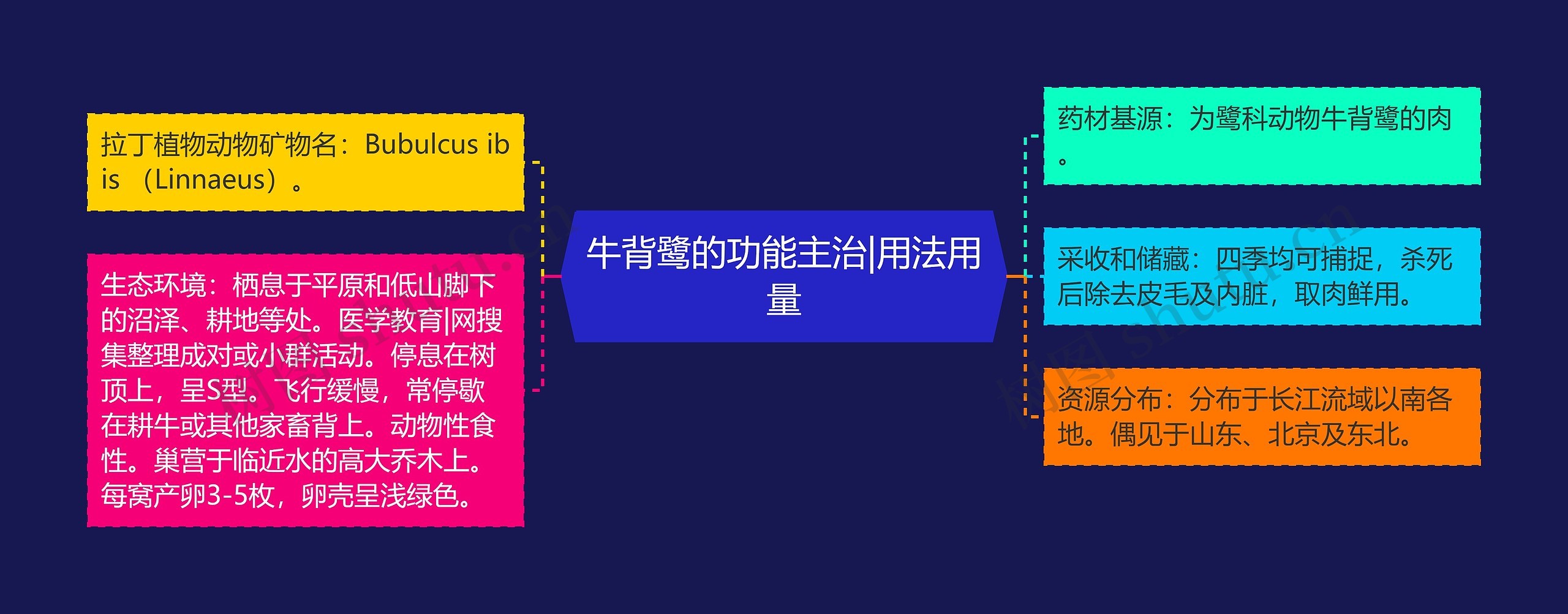 牛背鹭的功能主治|用法用量