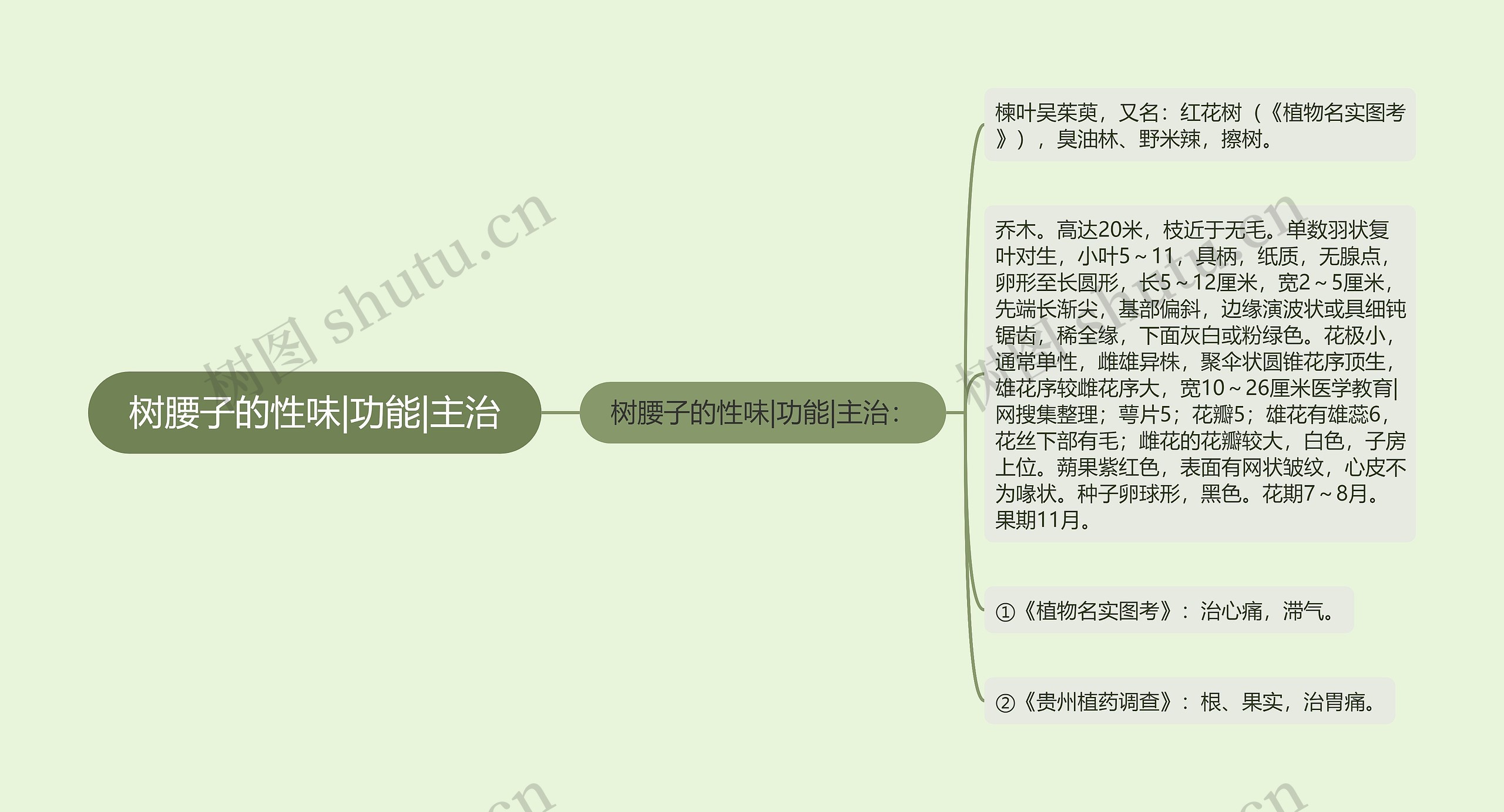 树腰子的性味|功能|主治思维导图