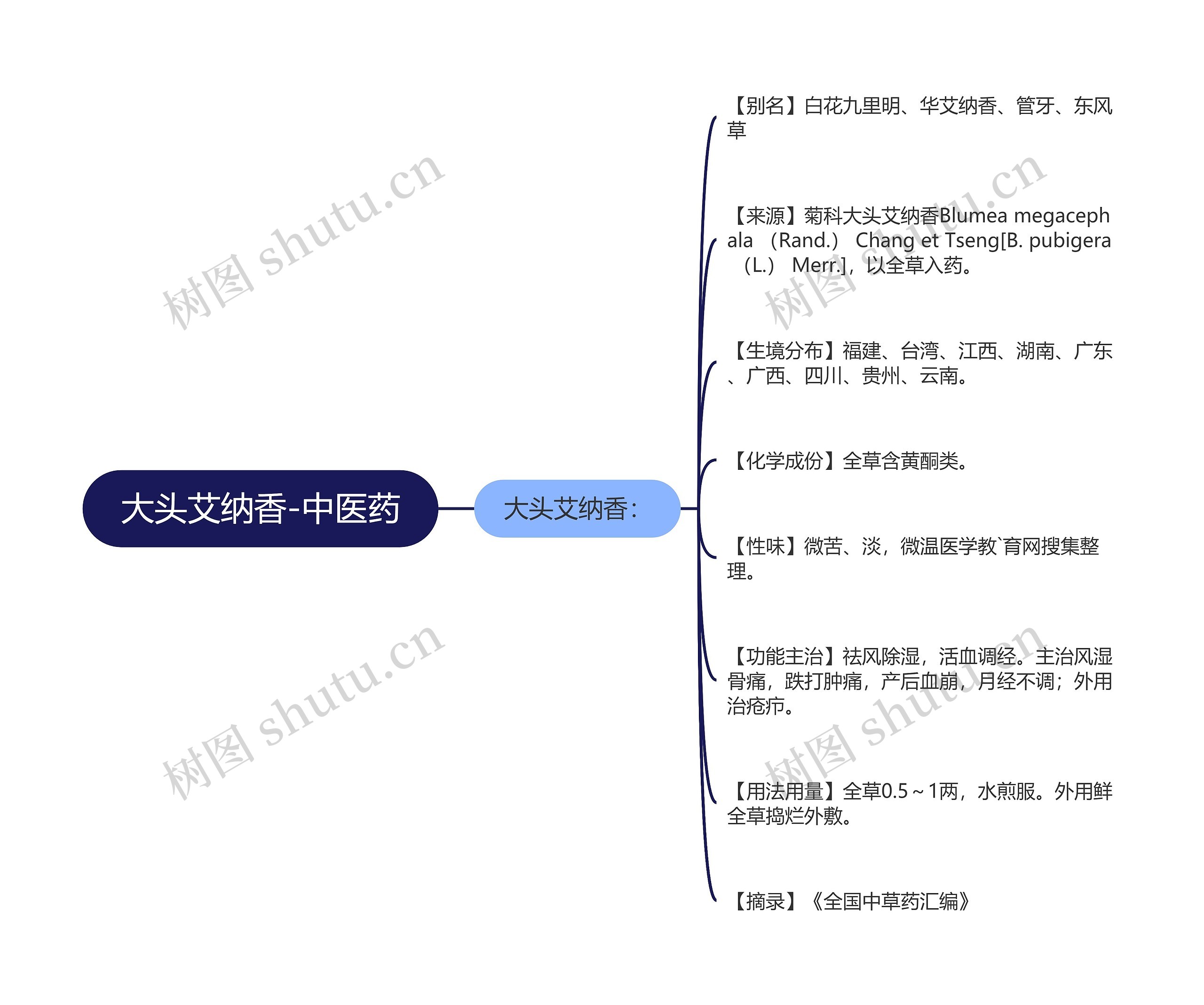 大头艾纳香-中医药思维导图