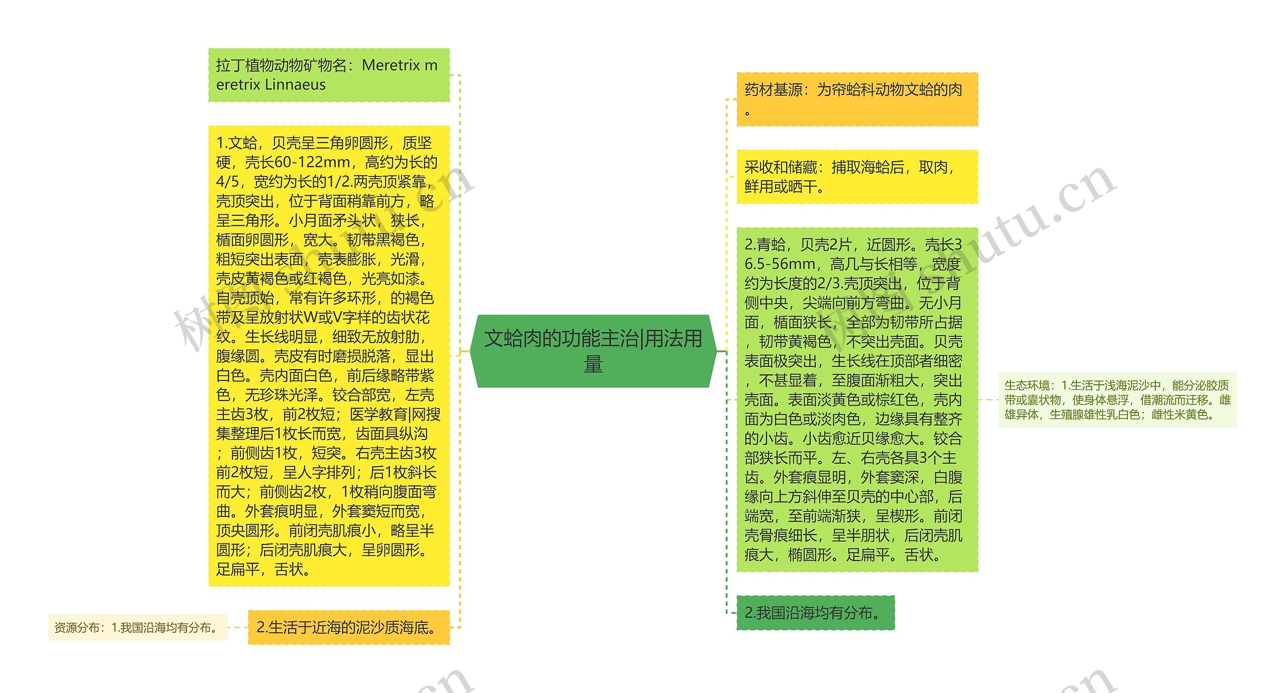 文蛤肉的功能主治|用法用量