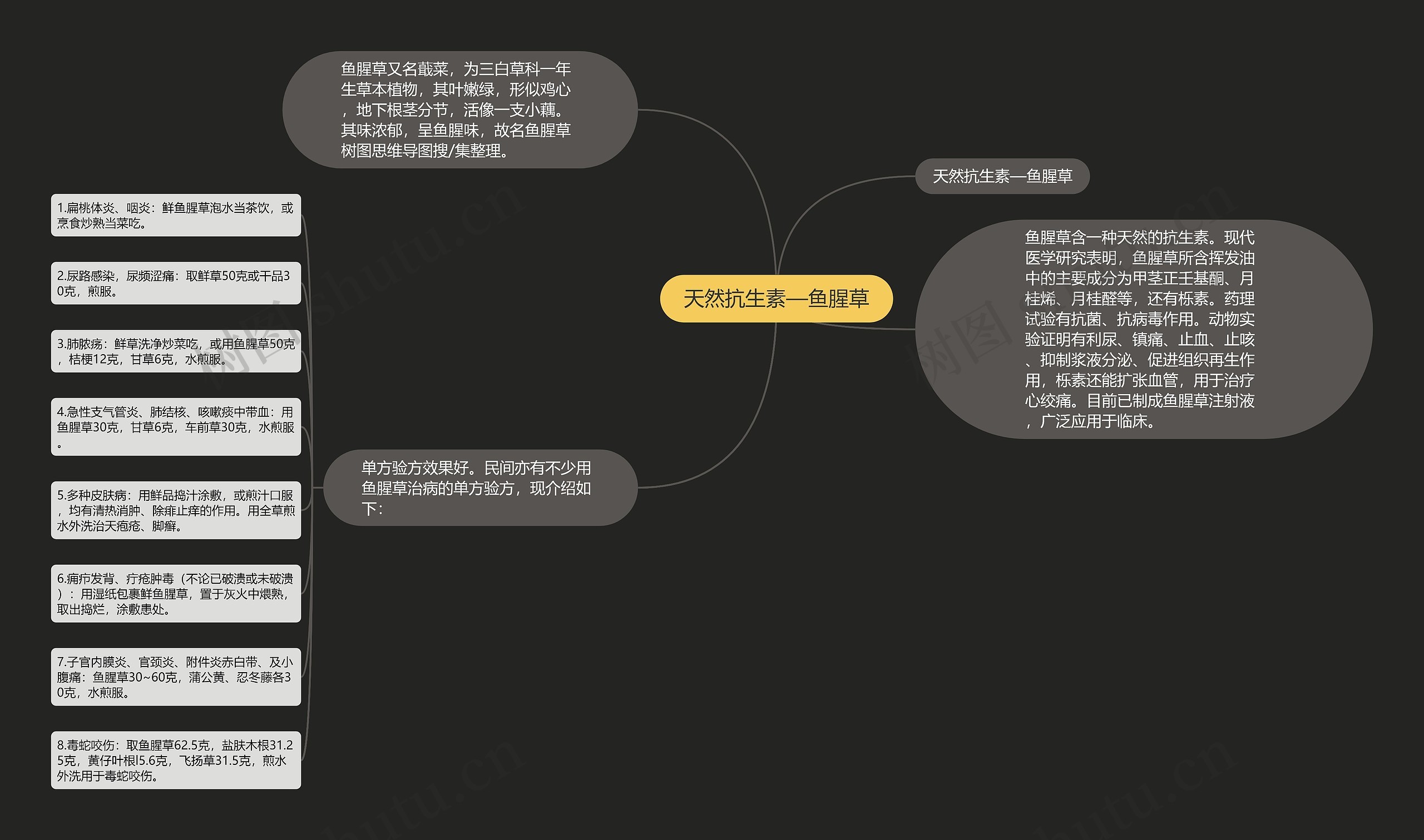 天然抗生素—鱼腥草思维导图