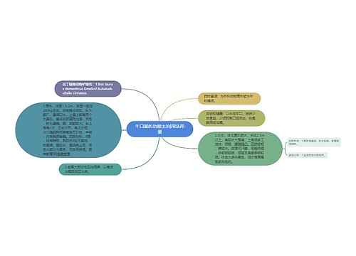 牛口涎的功能主治|用法用量