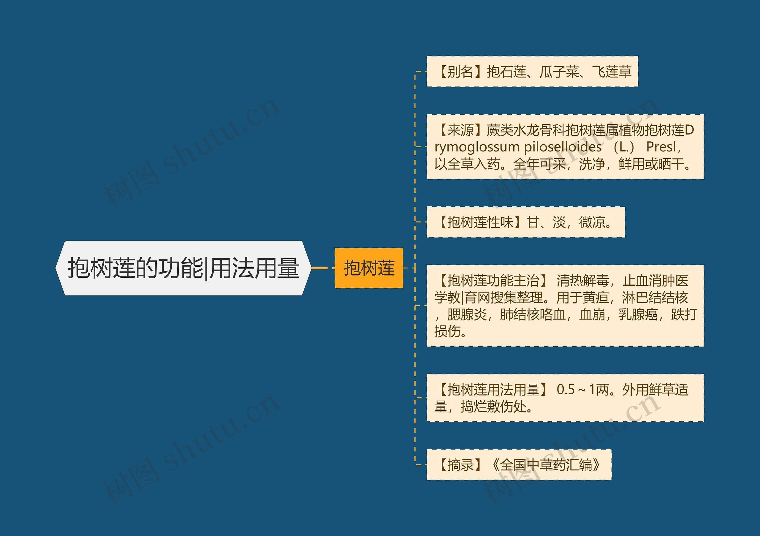 抱树莲的功能|用法用量 抱树莲的功能|用法用量