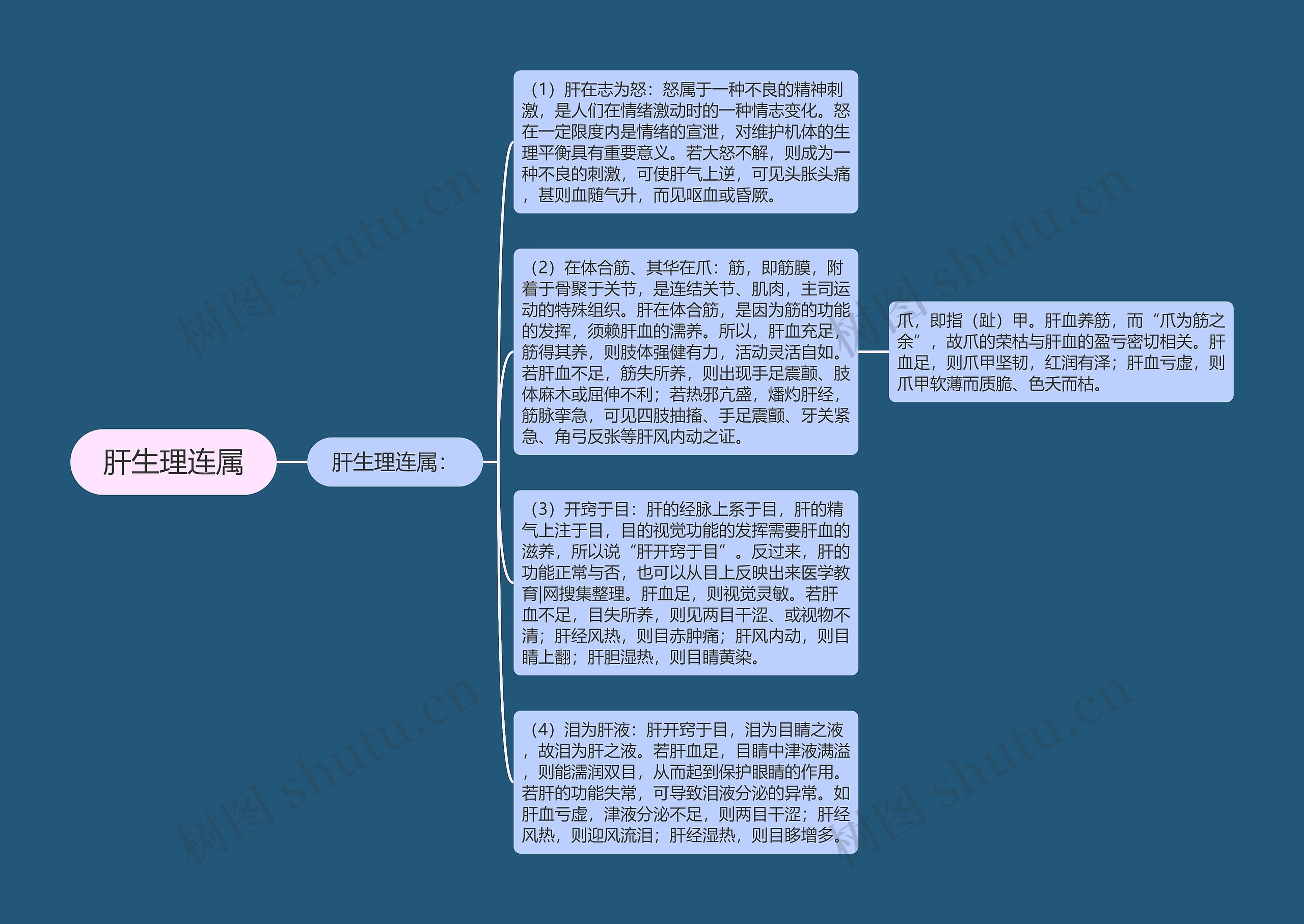 肝生理连属思维导图