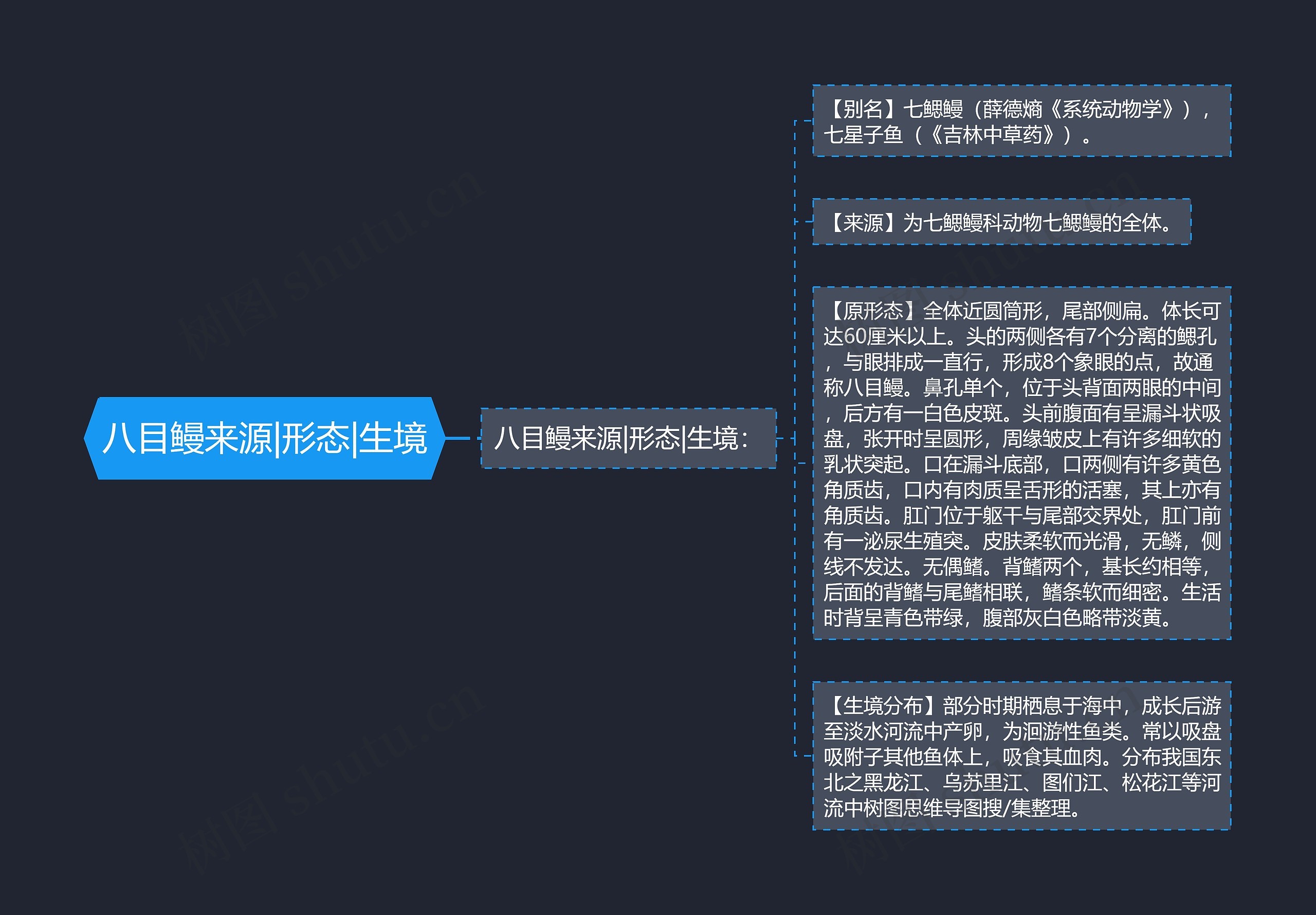 八目鳗来源|形态|生境 八目鳗来源|形态|生境