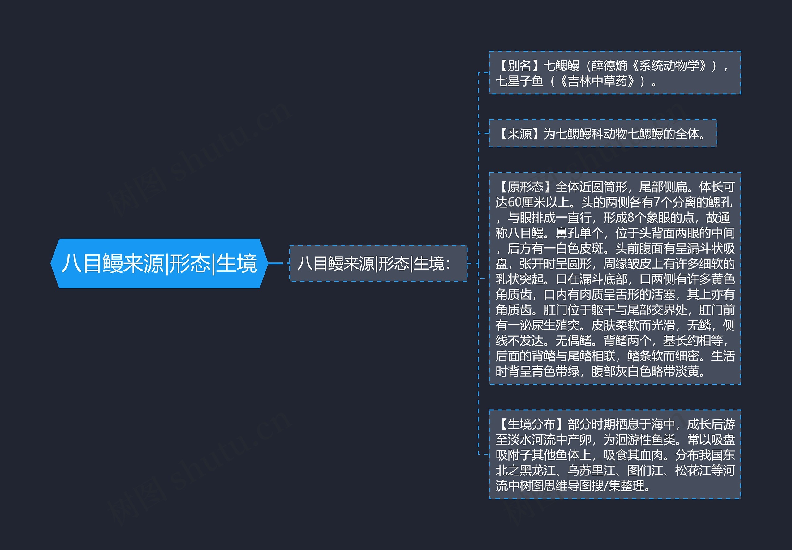 八目鳗来源|形态|生境思维导图