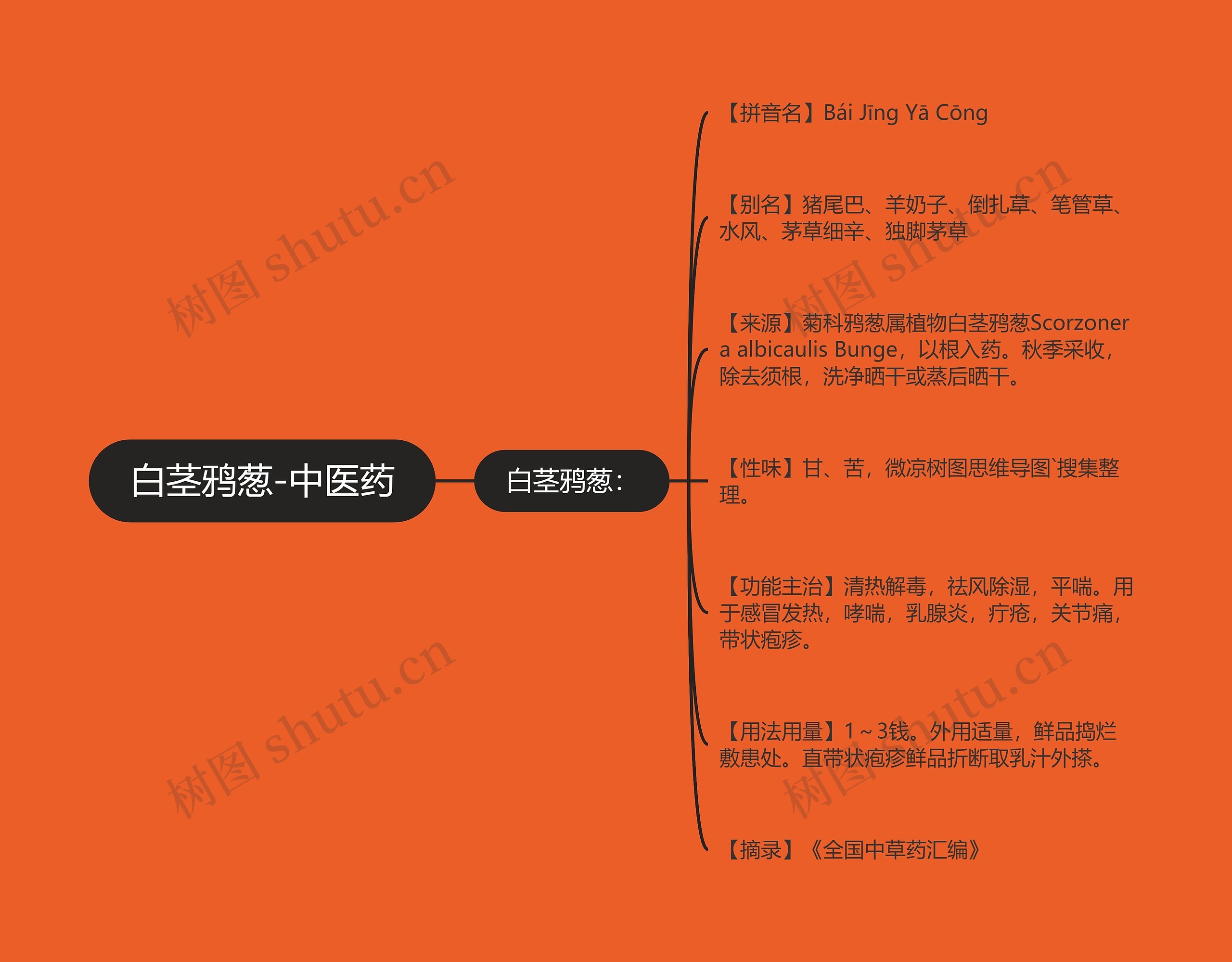 白茎鸦葱-中医药 白茎鸦葱-中医药