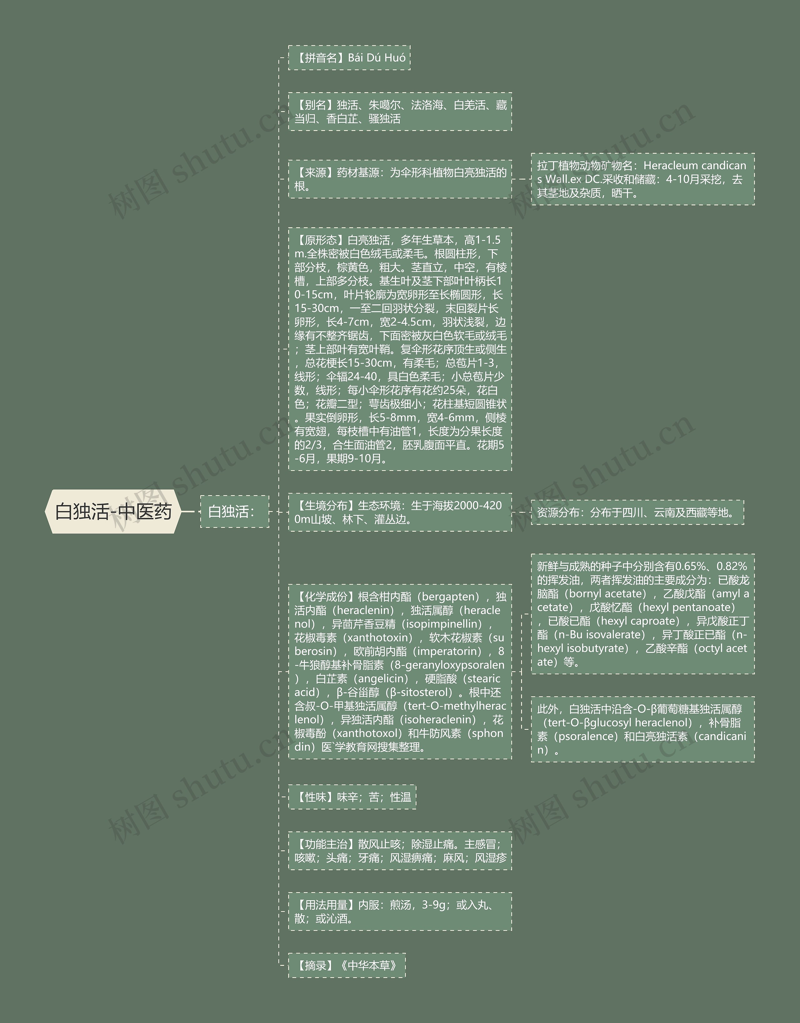 白独活-中医药思维导图