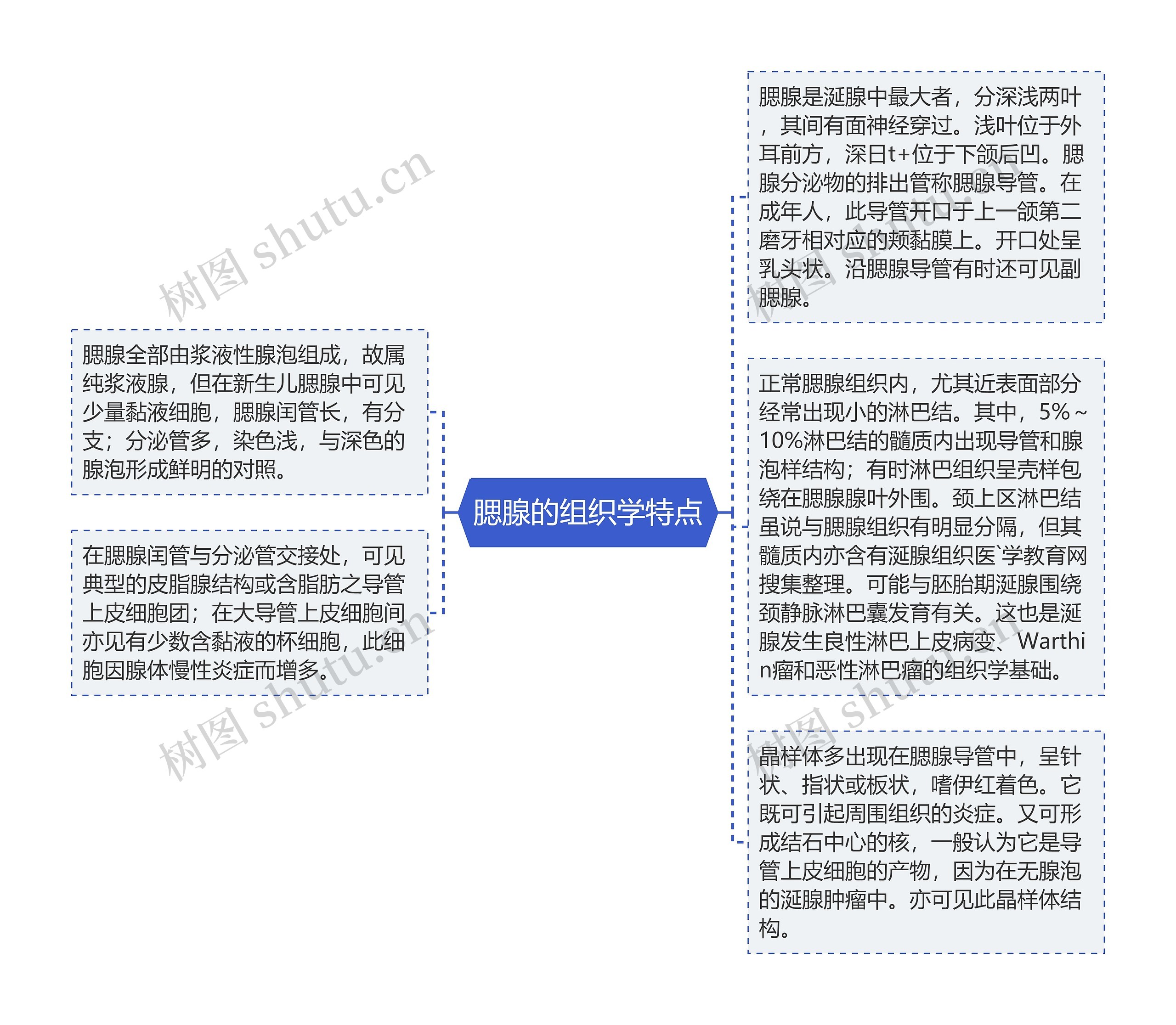 腮腺的组织学特点