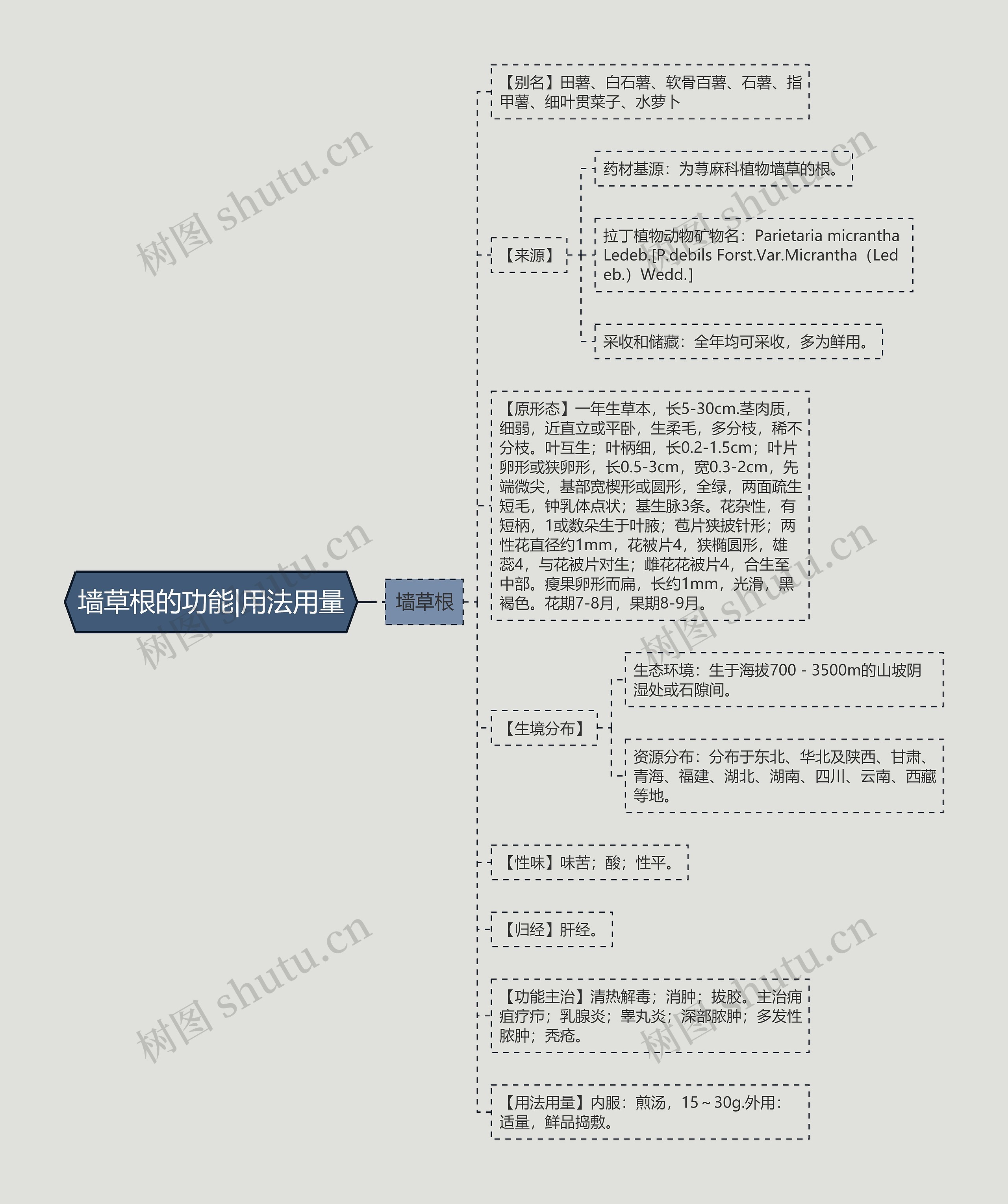 墙草根的功能|用法用量