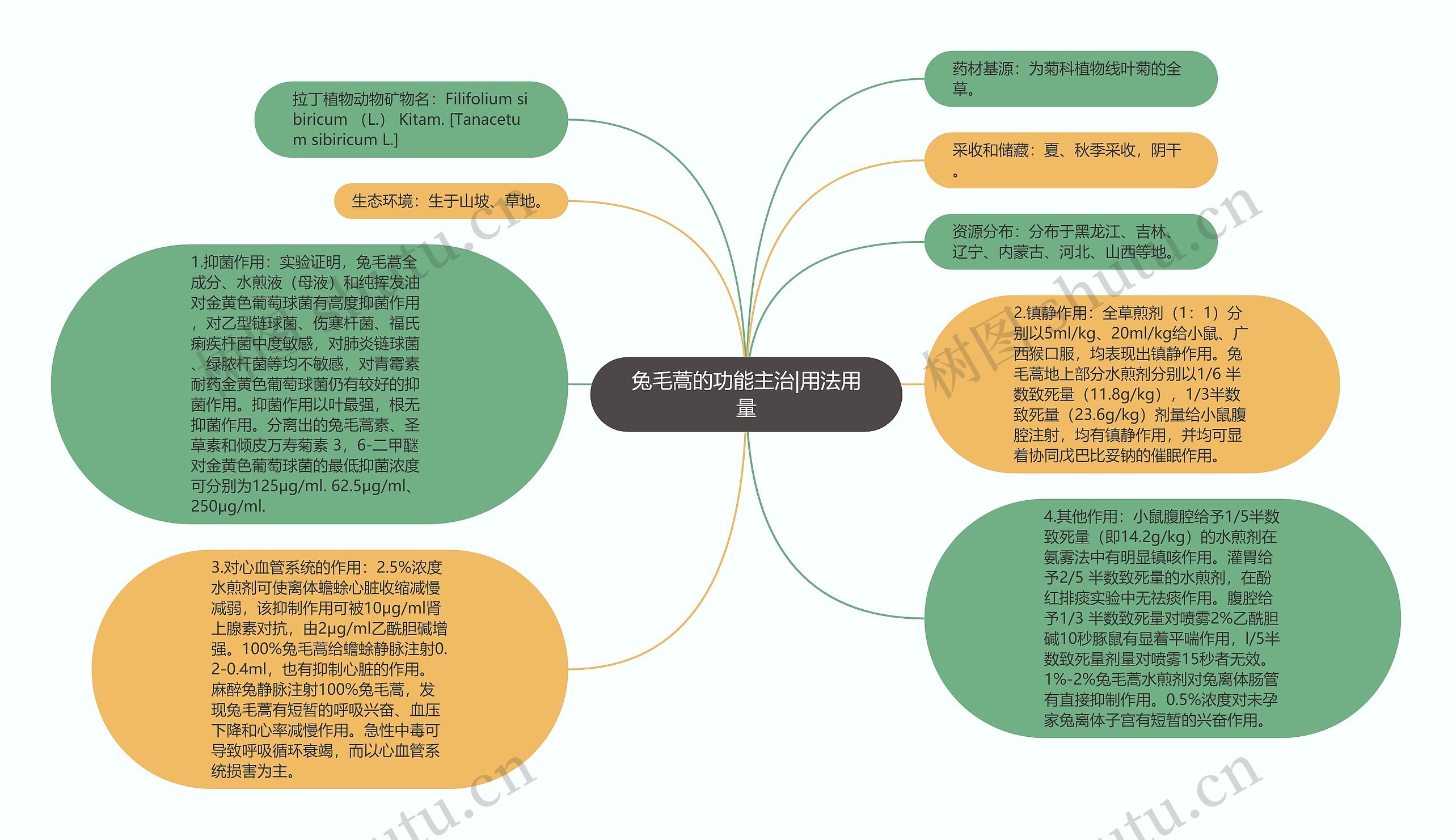 兔毛蒿的功能主治|用法用量思维导图