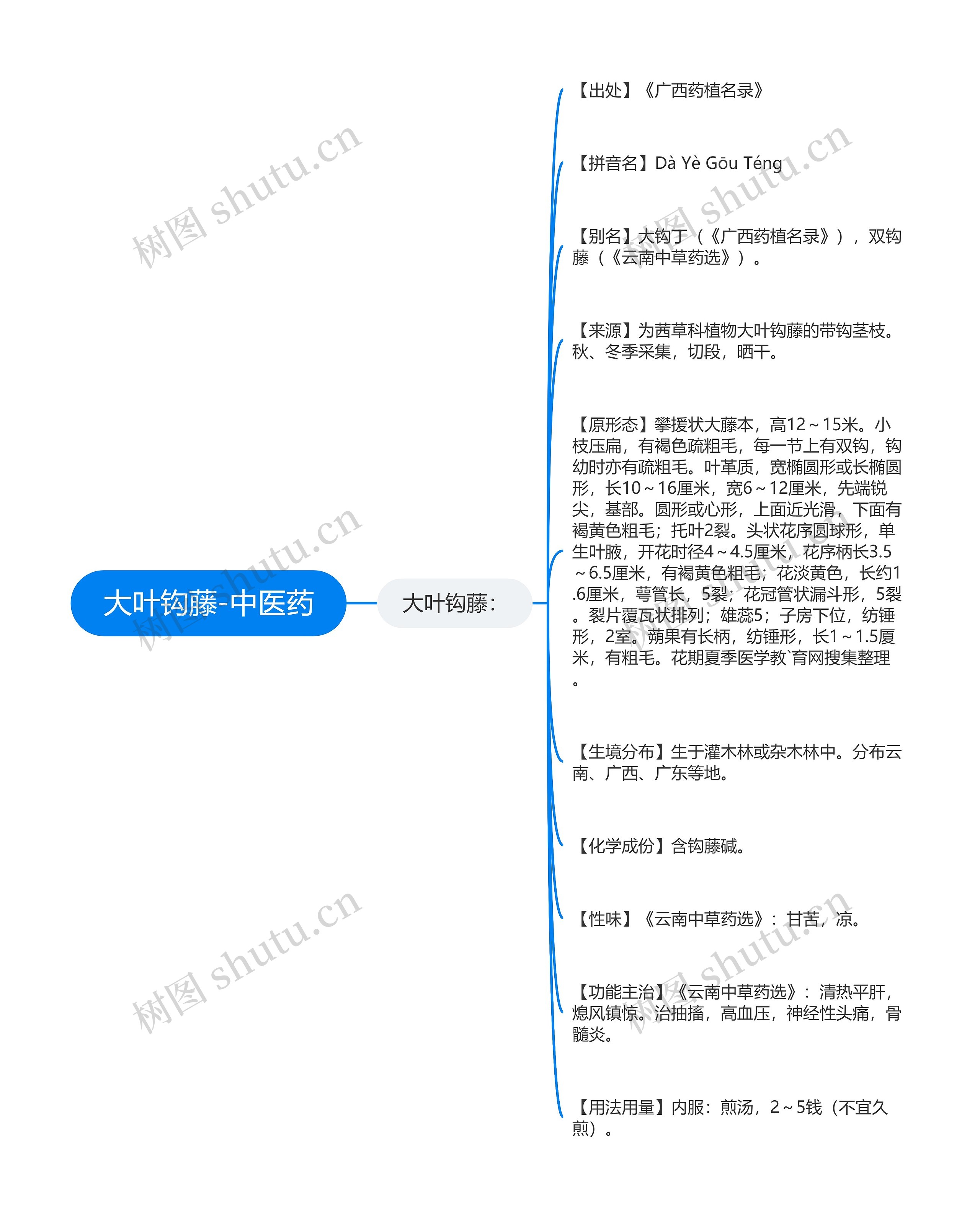 大叶钩藤-中医药 大叶钩藤-中医药