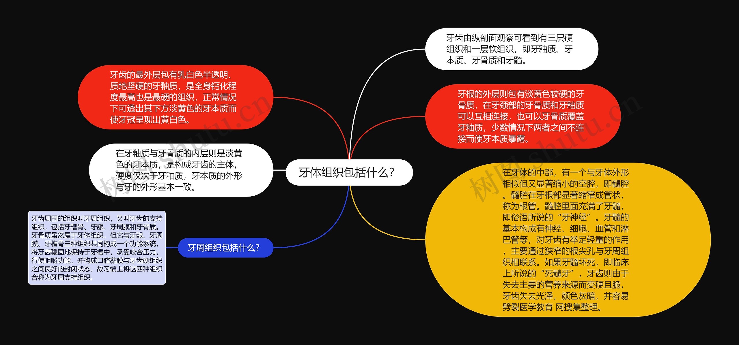 牙体组织包括什么？