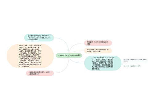 牛肠的功能主治|用法用量