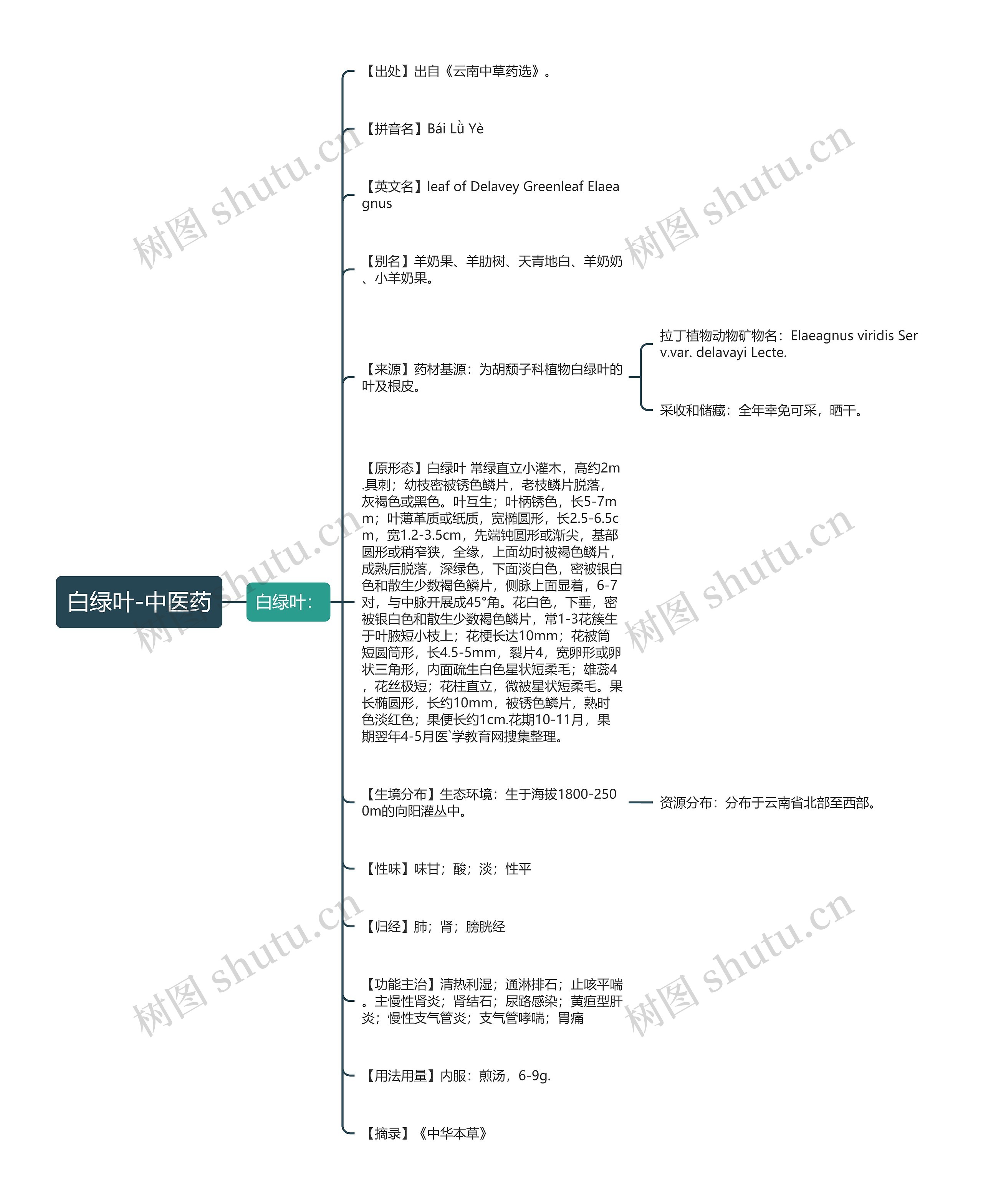 白绿叶-中医药思维导图