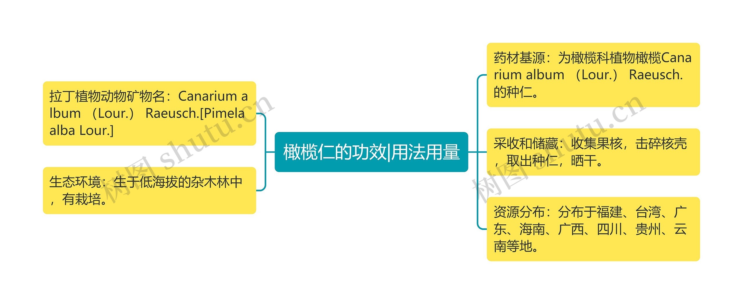 橄榄仁的功效|用法用量