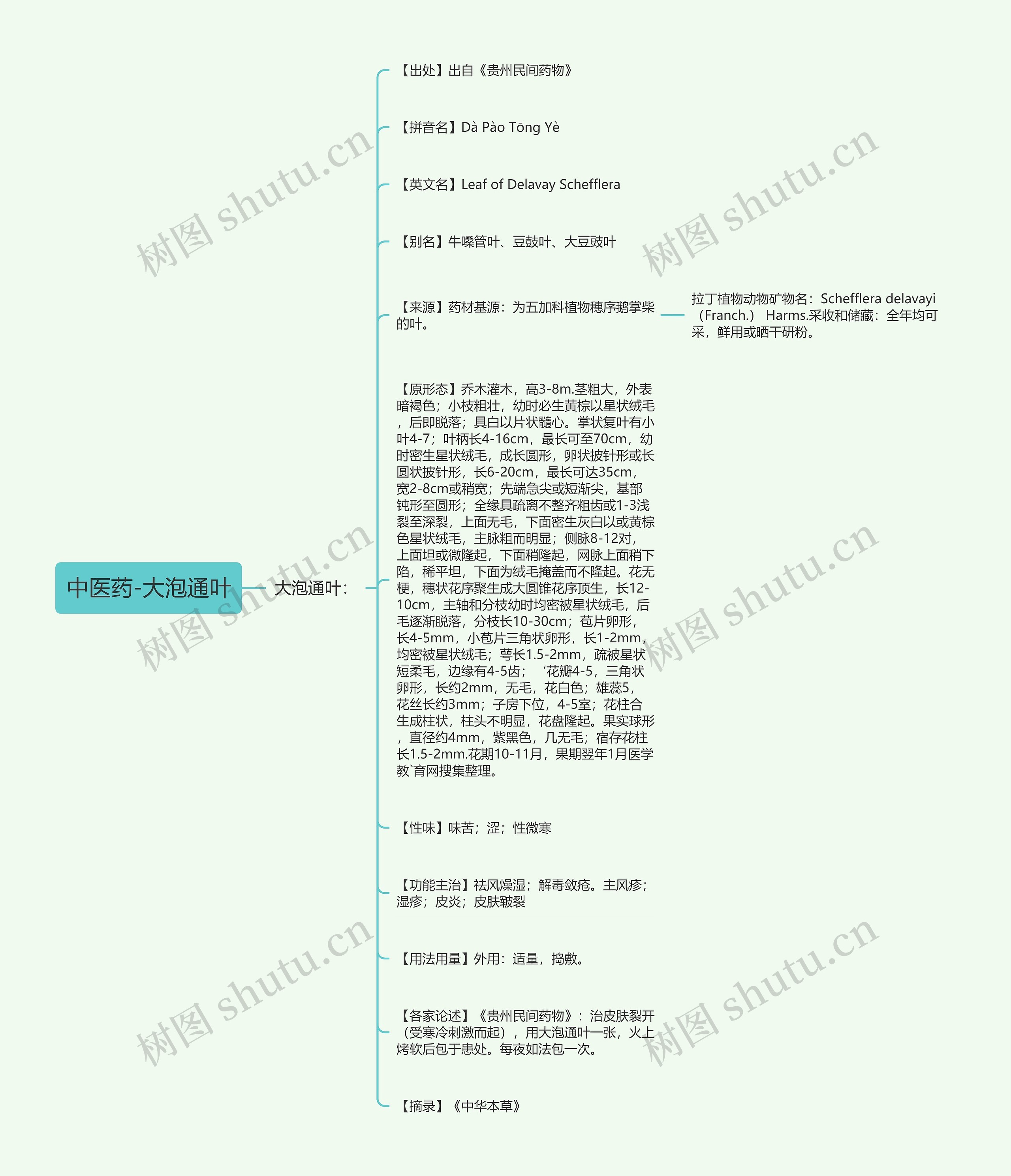 中医药-大泡通叶 中医药-大泡通叶
