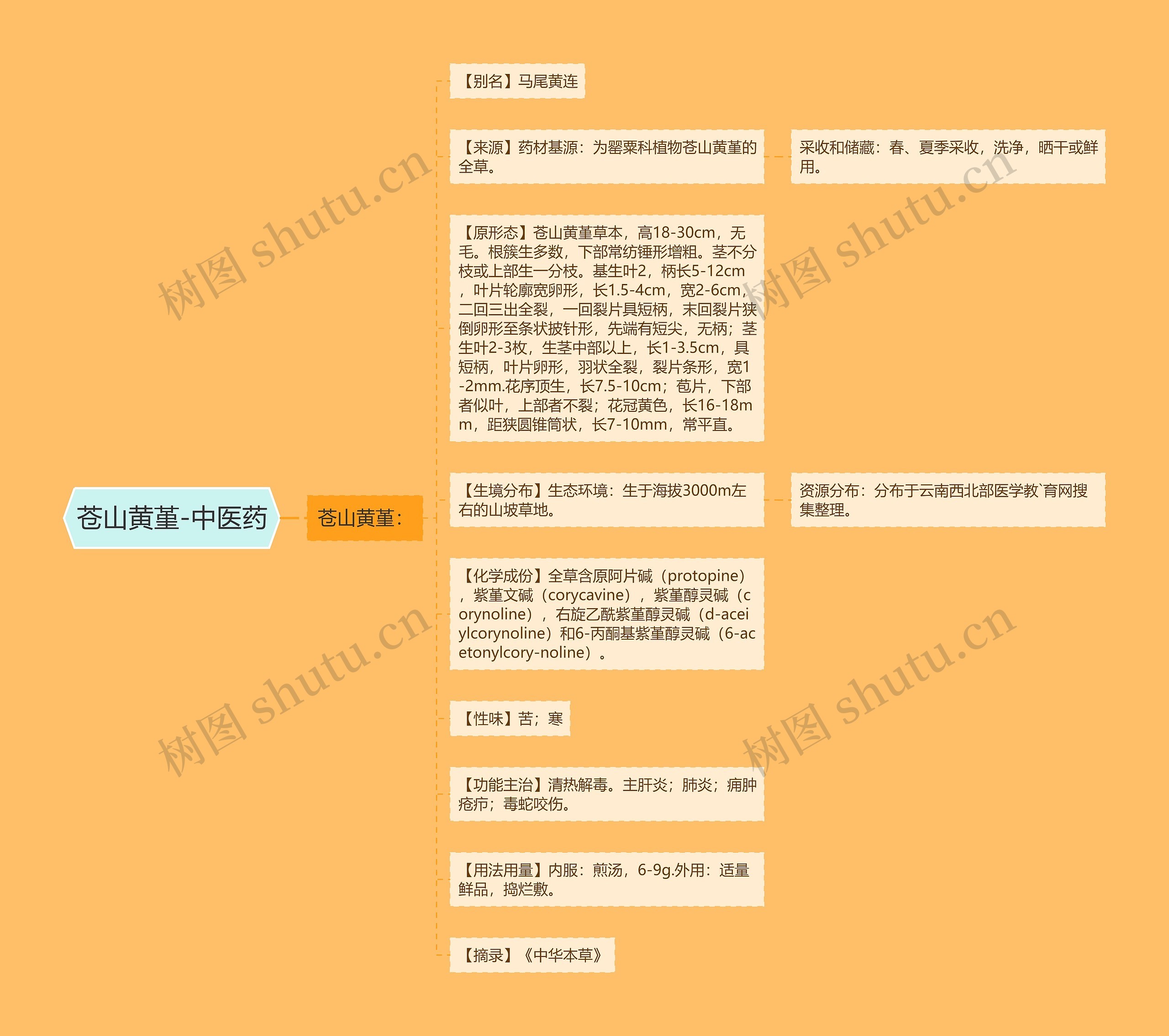 苍山黄堇-中医药思维导图