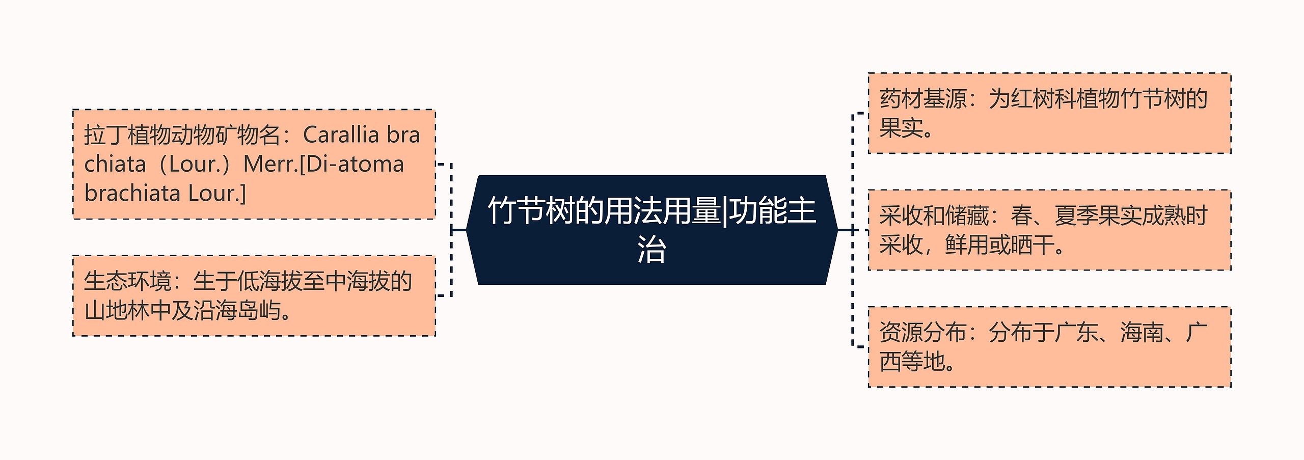 竹节树的用法用量|功能主治 竹节树的用法用量|功能主治
