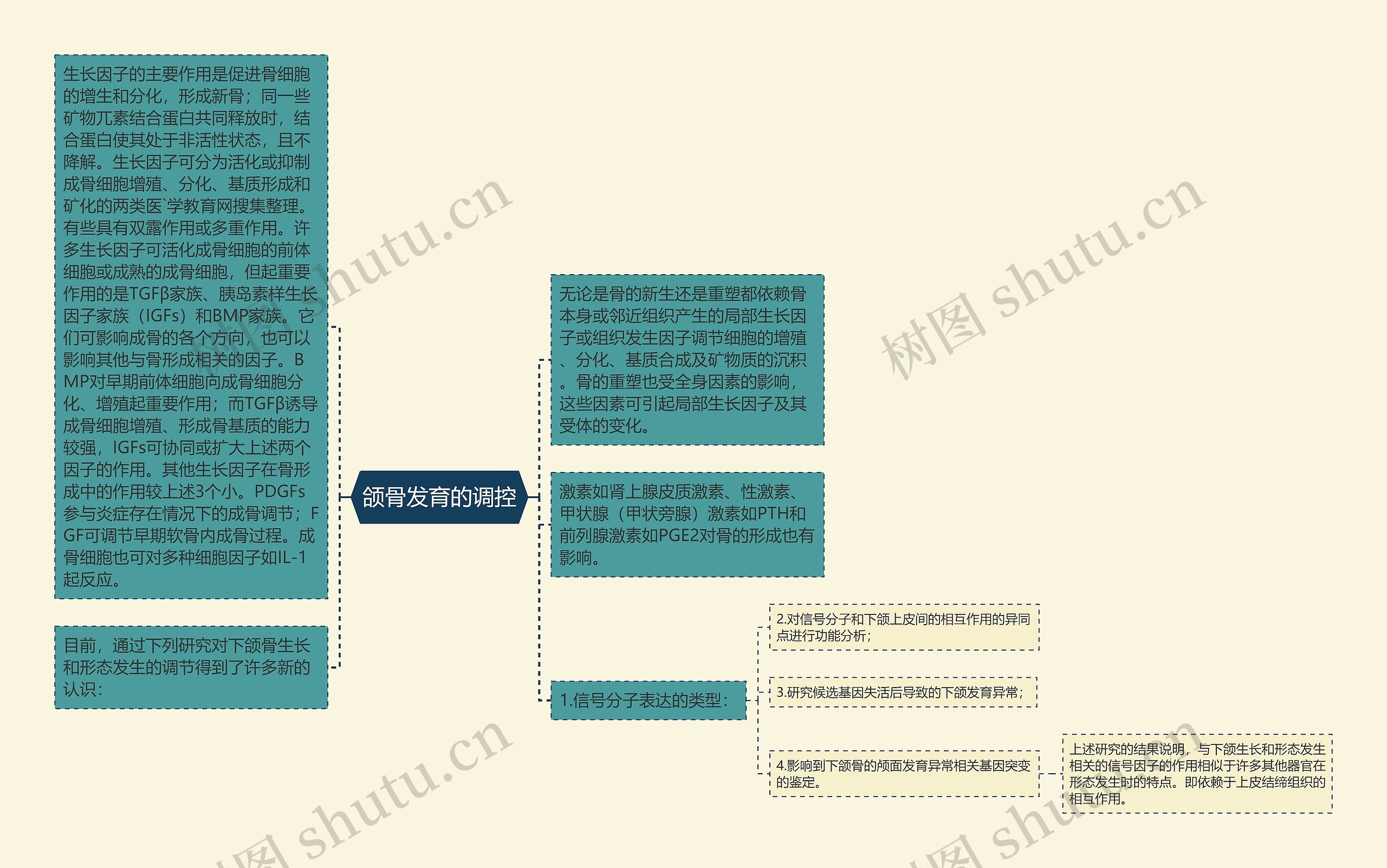 颌骨发育的调控思维导图
