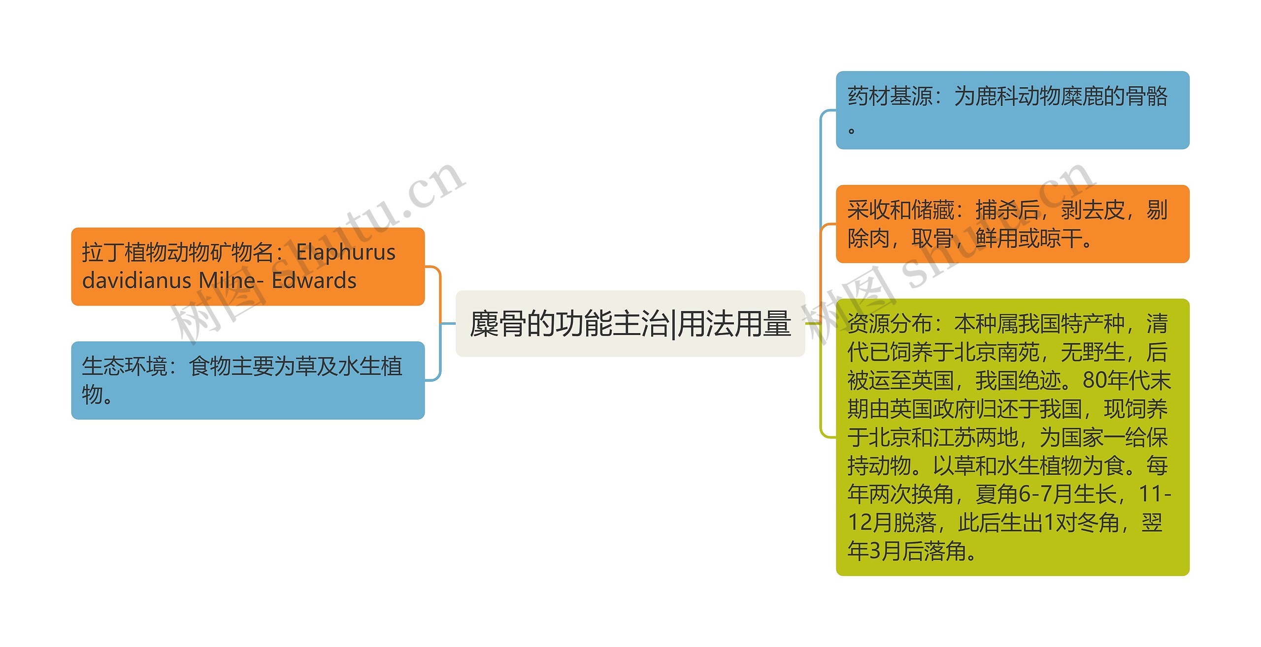 麋骨的功能主治|用法用量思维导图