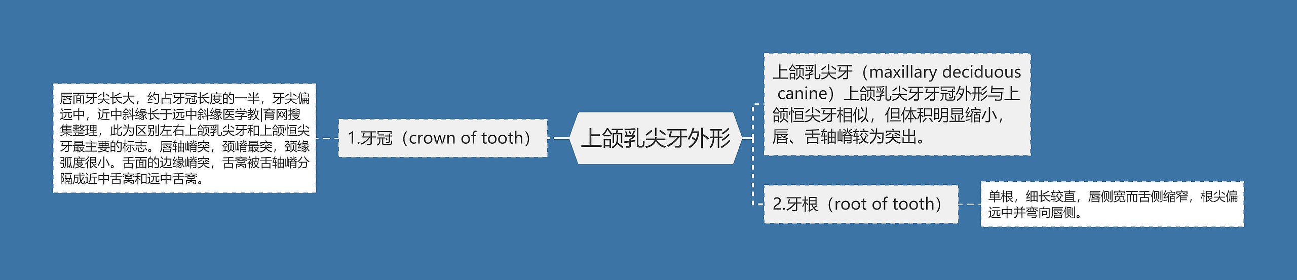 上颌乳尖牙外形思维导图