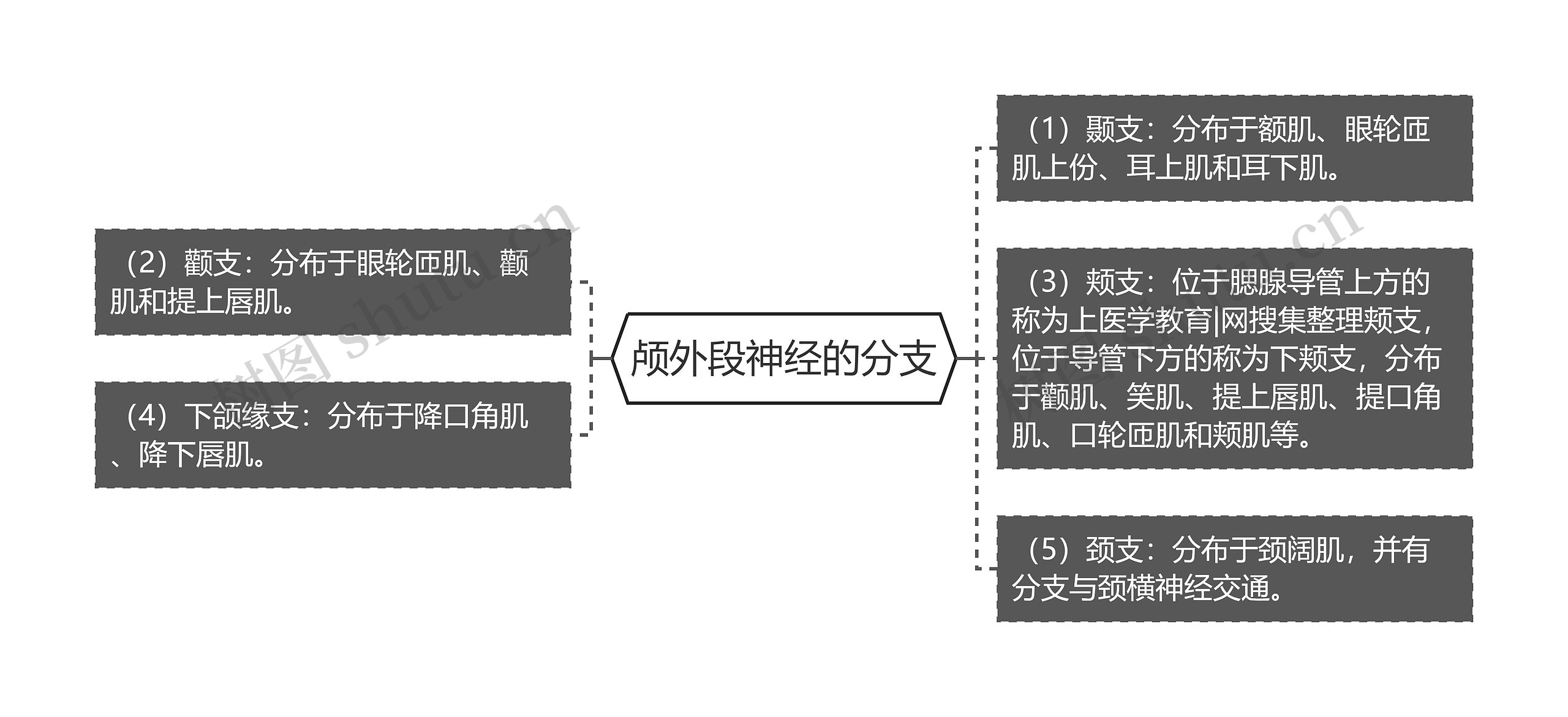 颅外段神经的分支思维导图