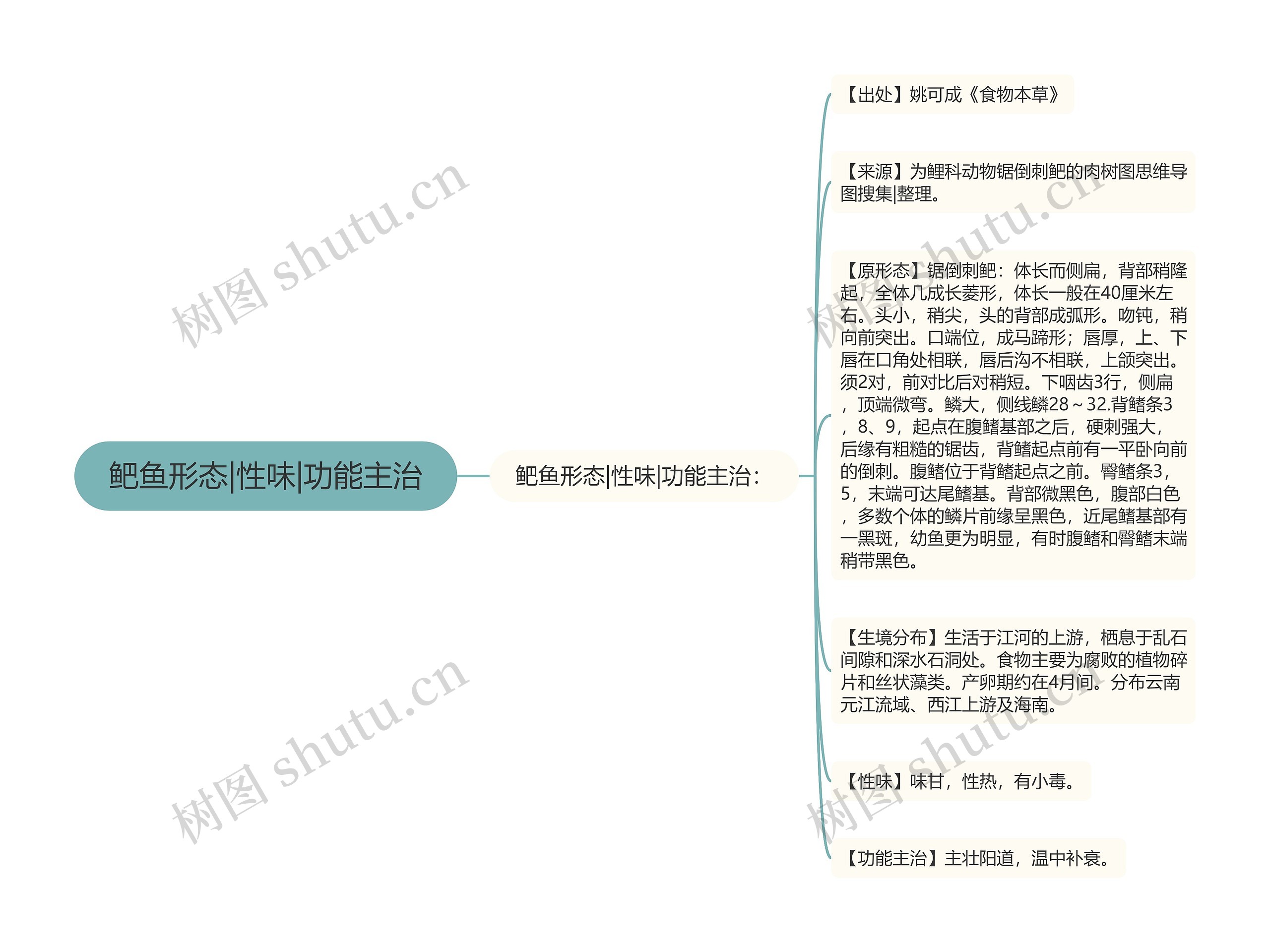 鲃鱼形态|性味|功能主治思维导图