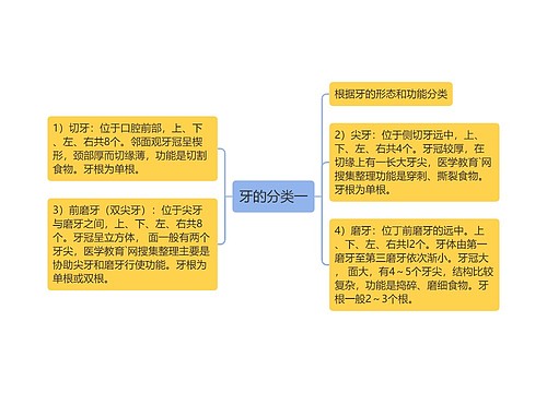 牙的分类一