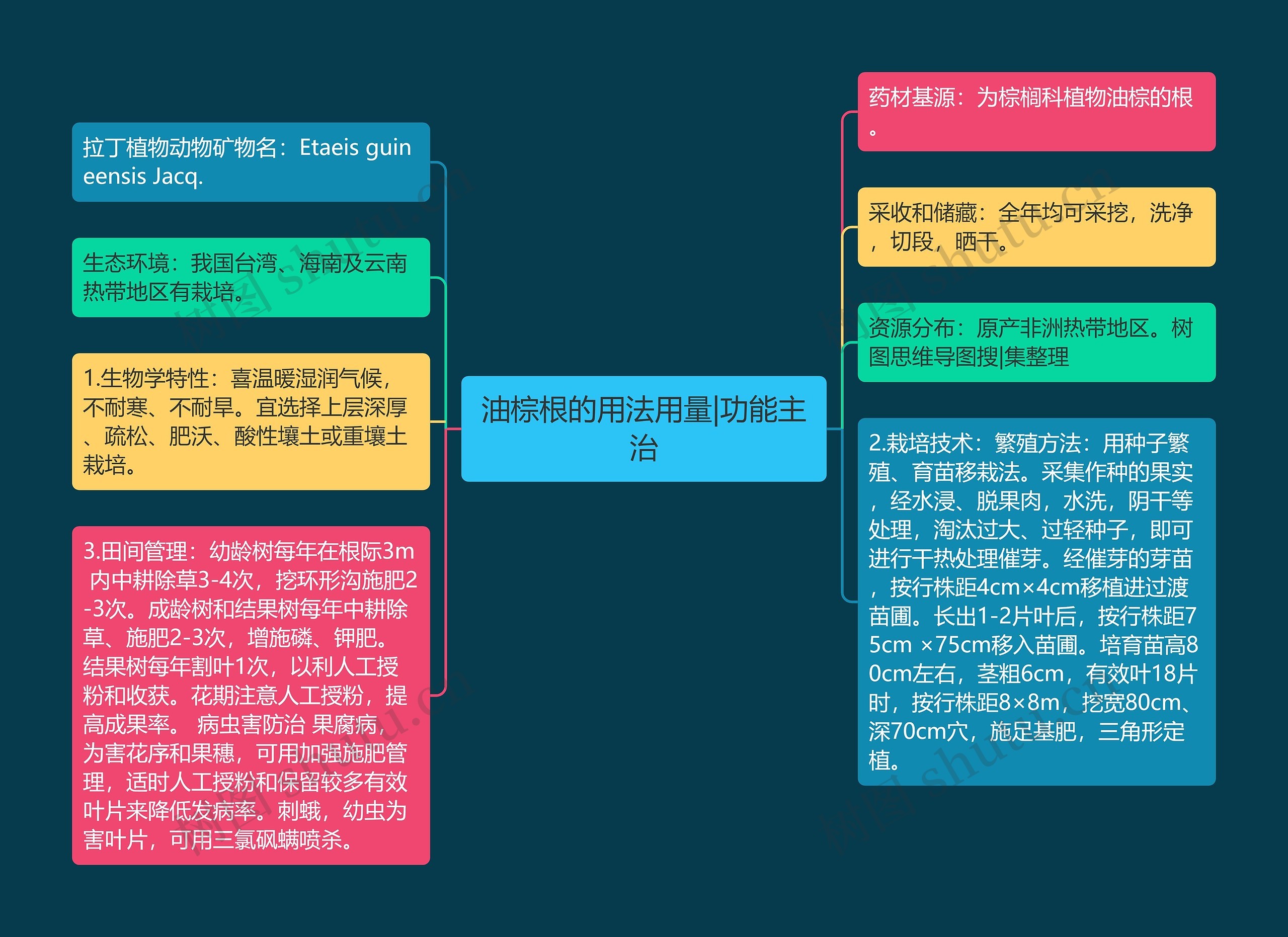 油棕根的用法用量|功能主治