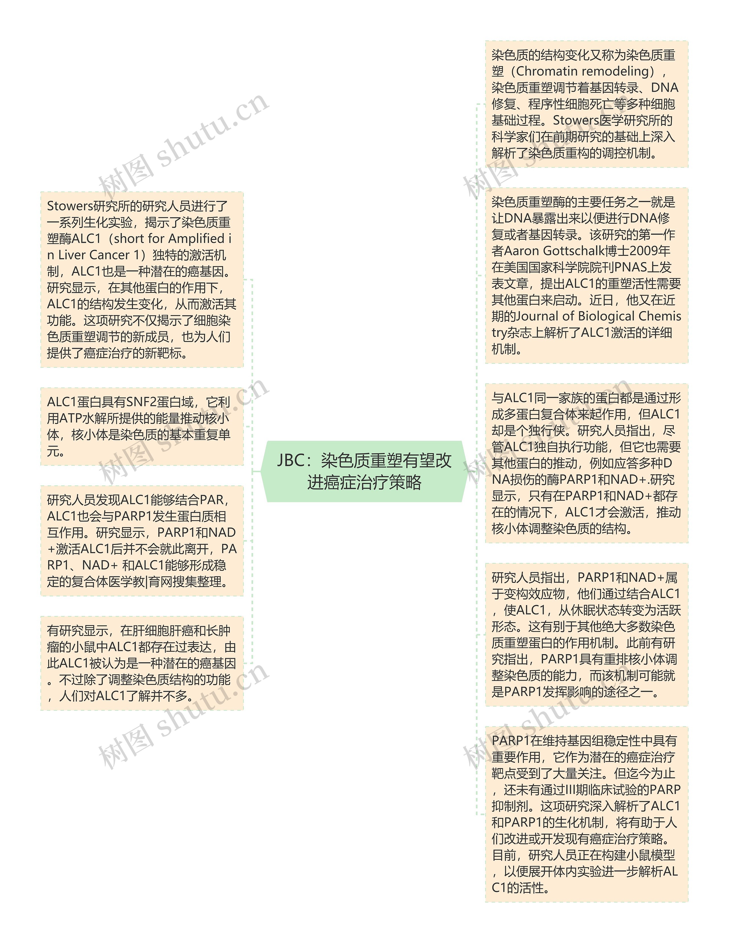 JBC：染色质重塑有望改进癌症治疗策略思维导图