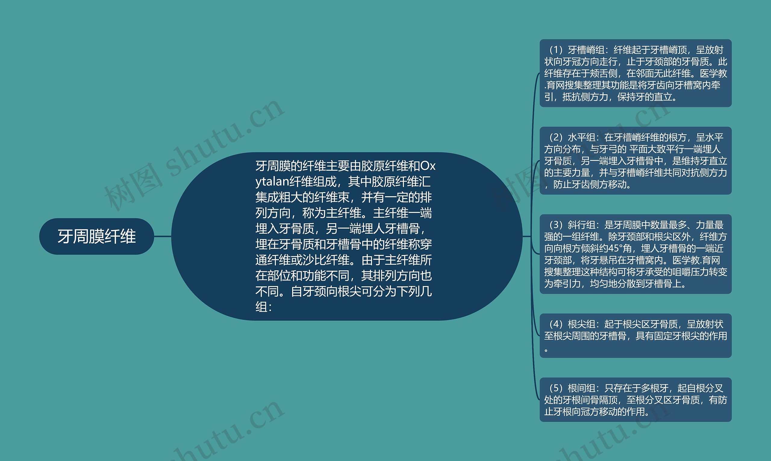 牙周膜纤维 牙周膜纤维