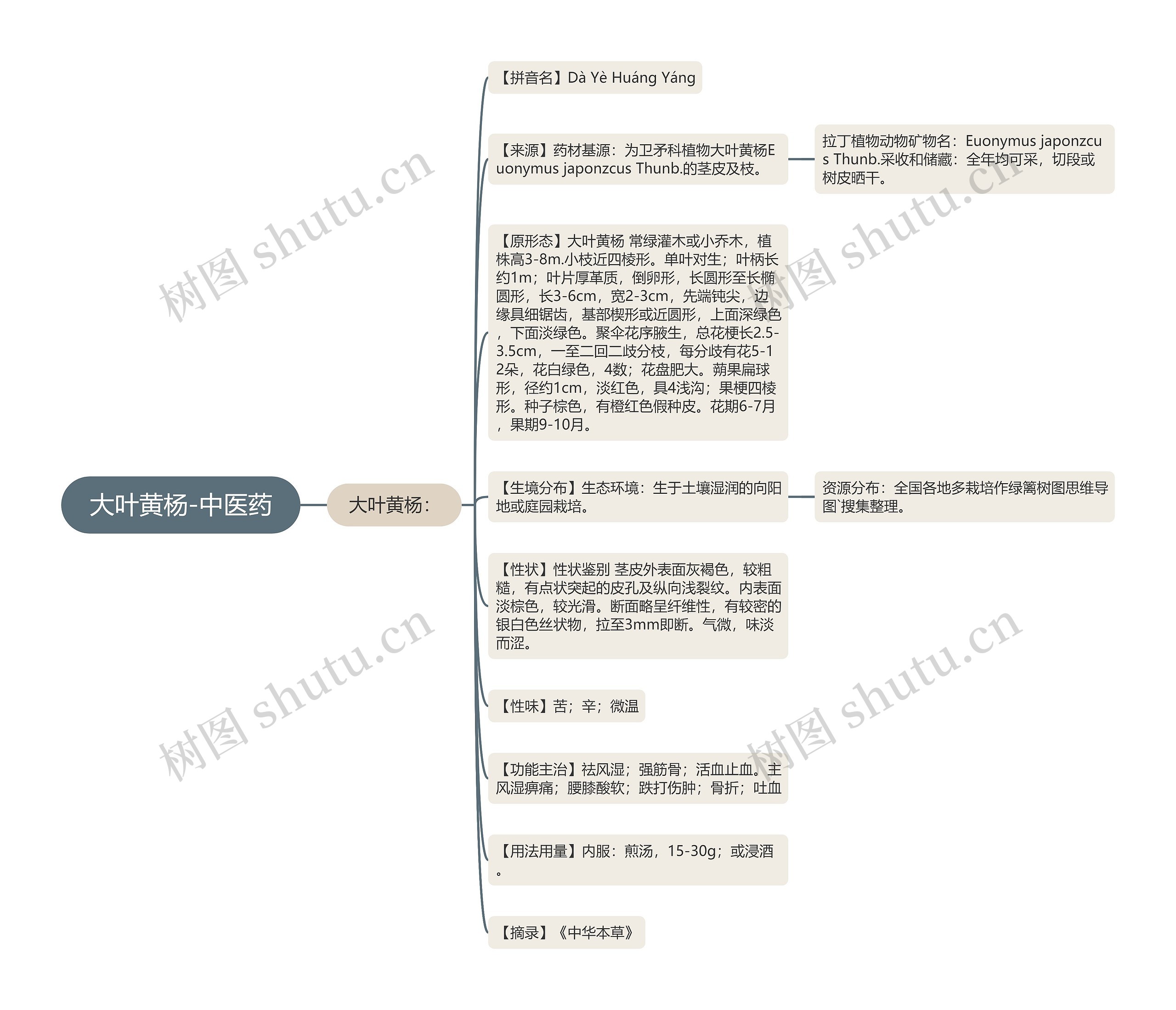 大叶黄杨-中医药 大叶黄杨-中医药