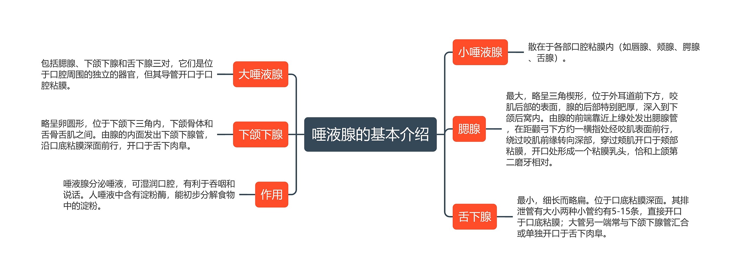 唾液腺的基本介绍思维导图