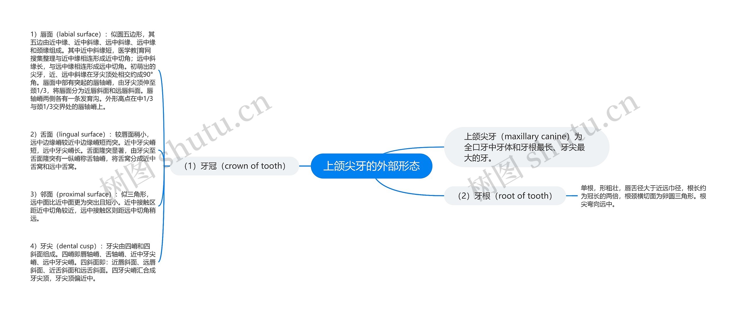 上颌尖牙的外部形态思维导图