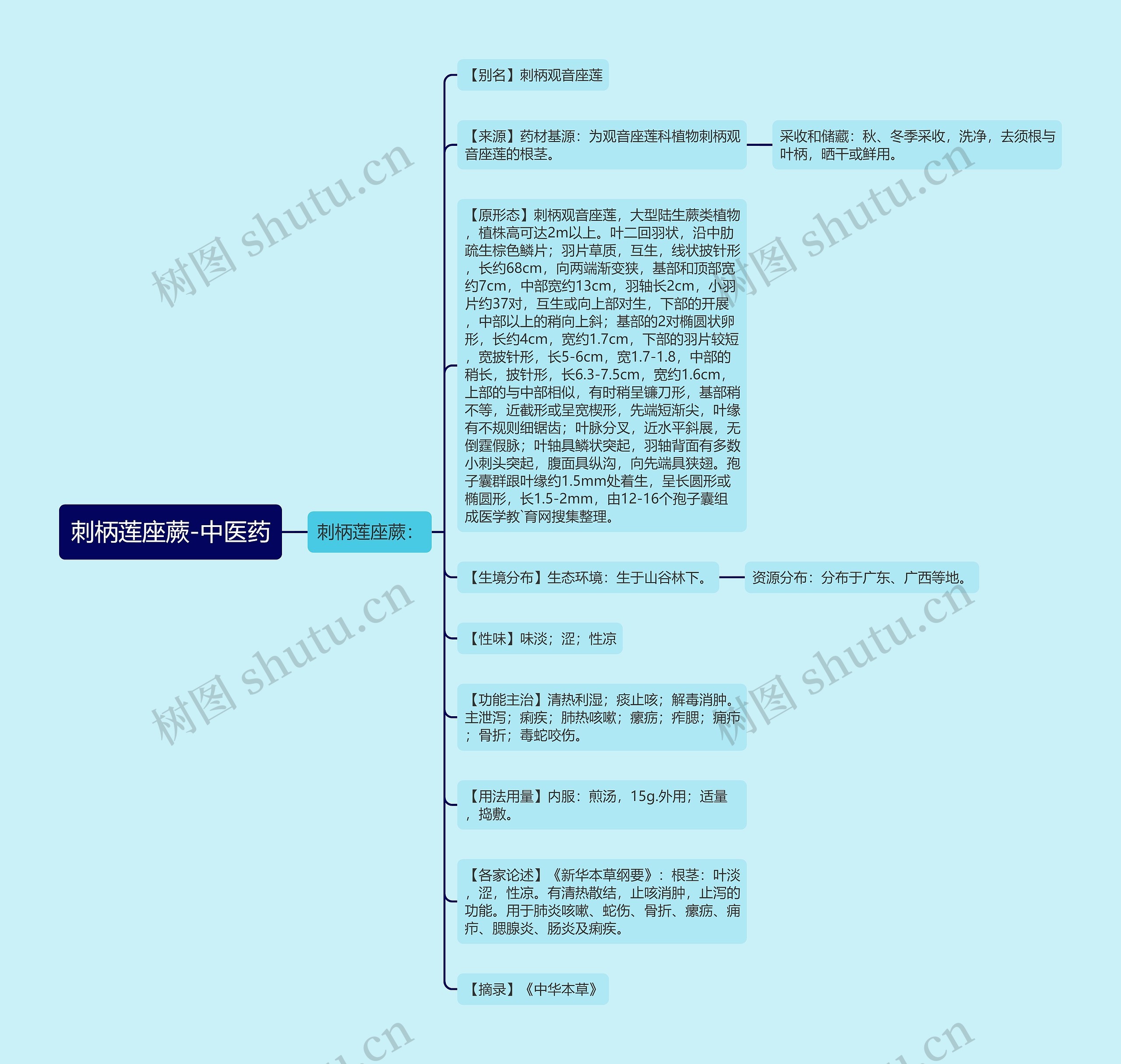 刺柄莲座蕨-中医药思维导图