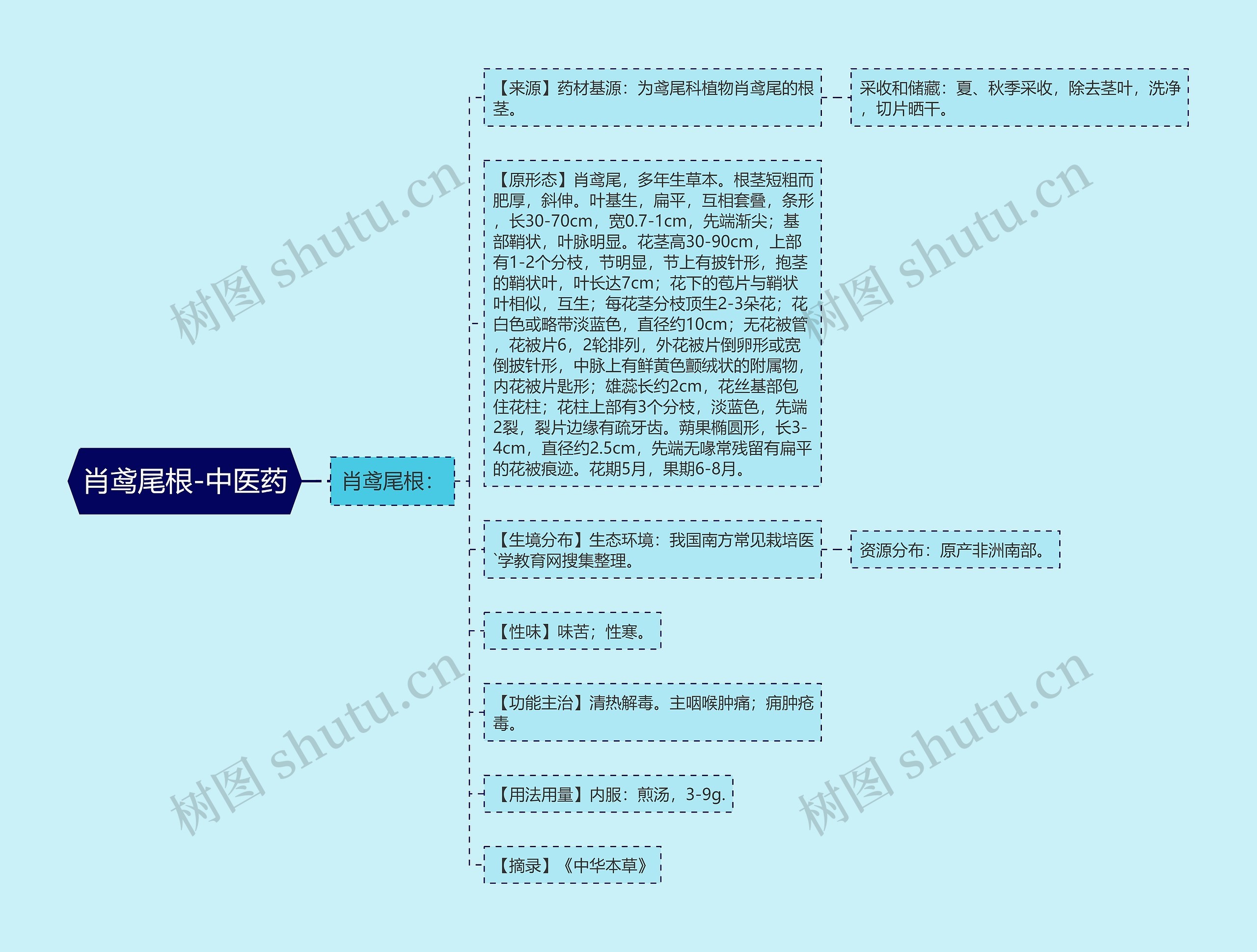 肖鸢尾根-中医药 肖鸢尾根-中医药