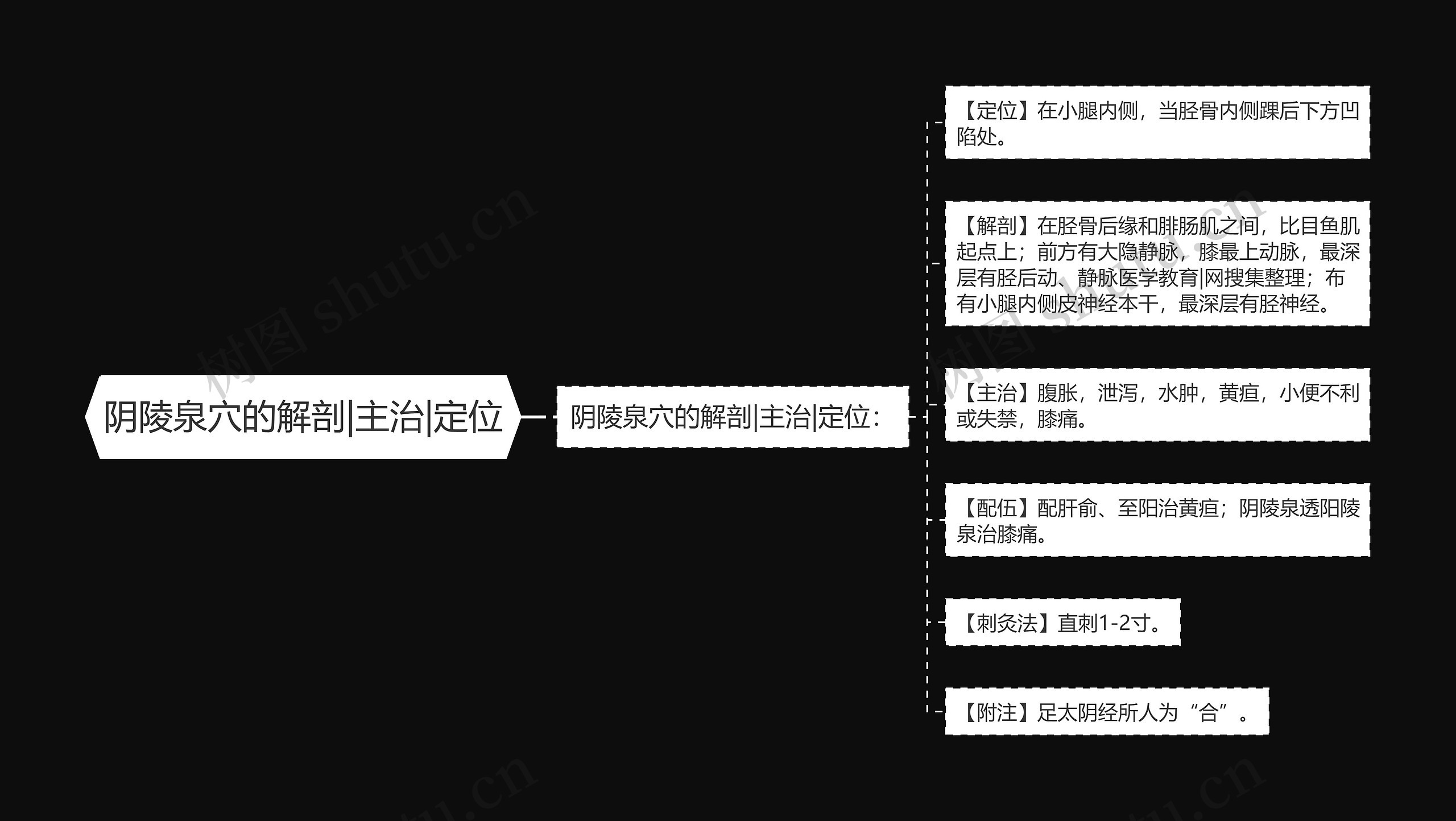 阴陵泉穴的解剖|主治|定位思维导图